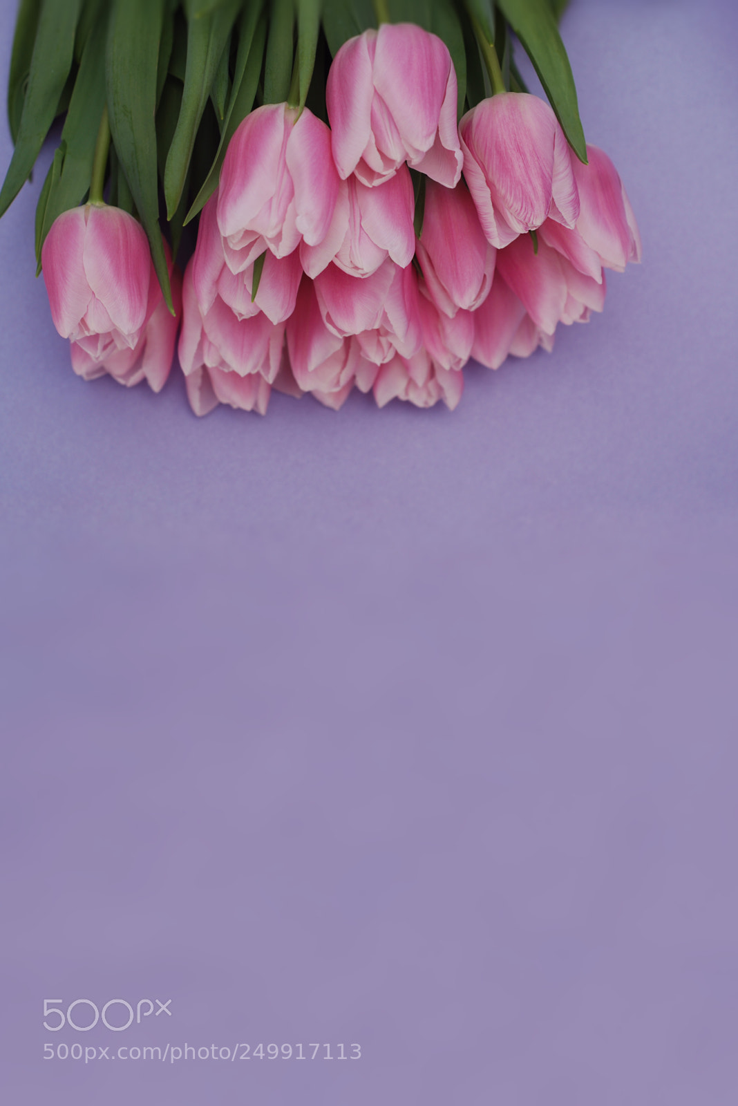 Nikon D80 sample photo. Pink tulips bouquet, over photography
