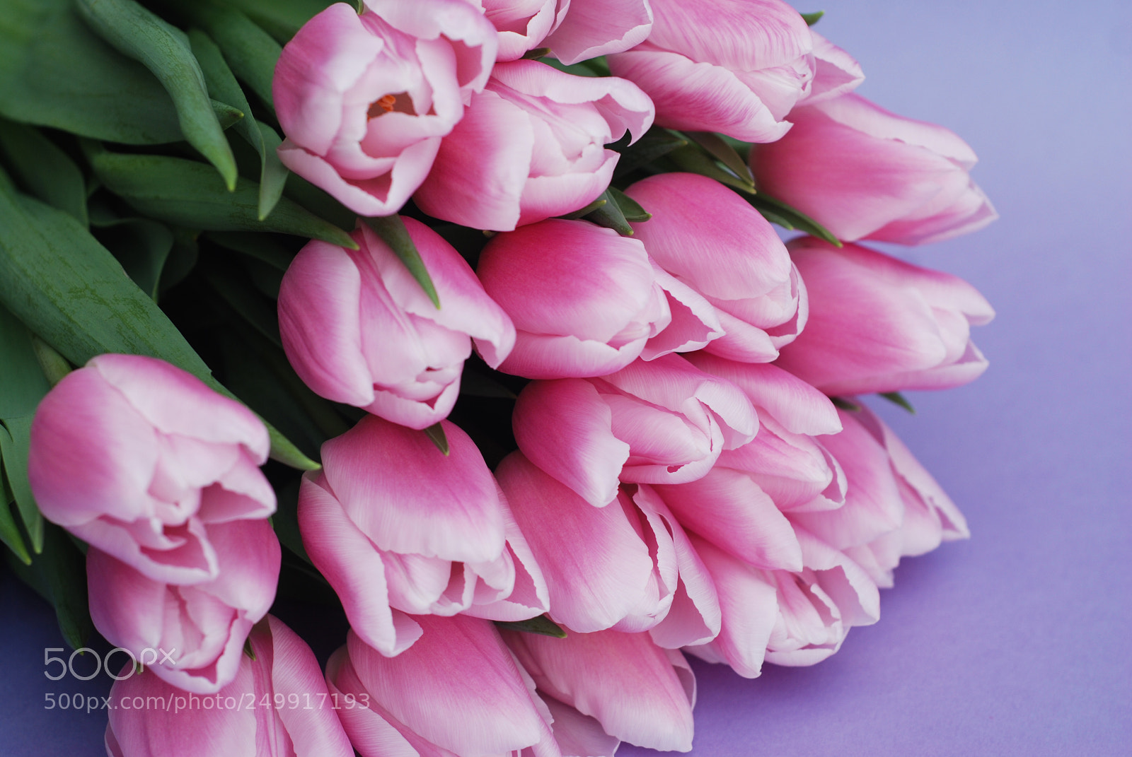 Nikon D80 sample photo. Pink tulips bouquet, over photography