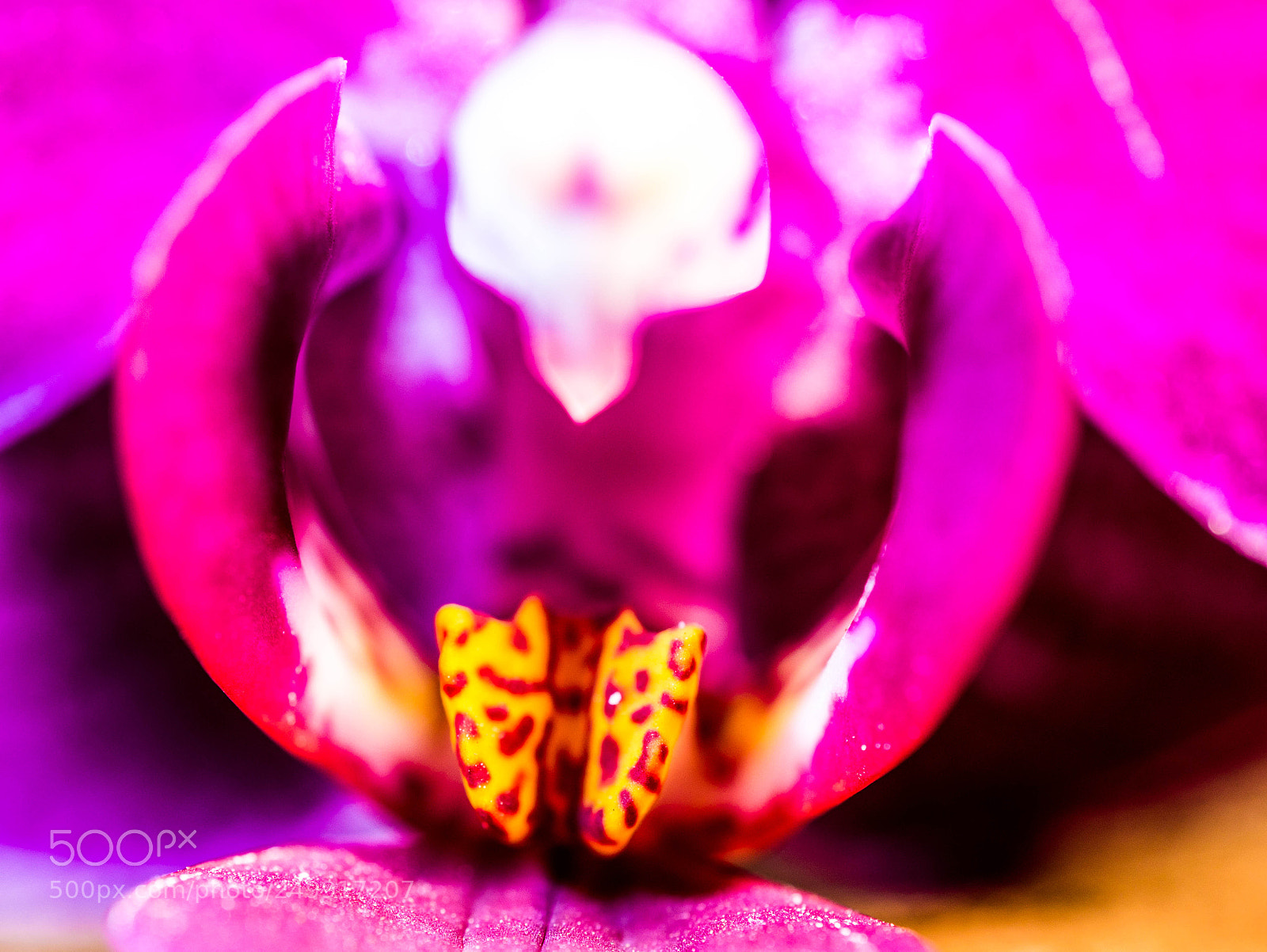 Panasonic DMC-G81 sample photo. Stamp of an orchid photography