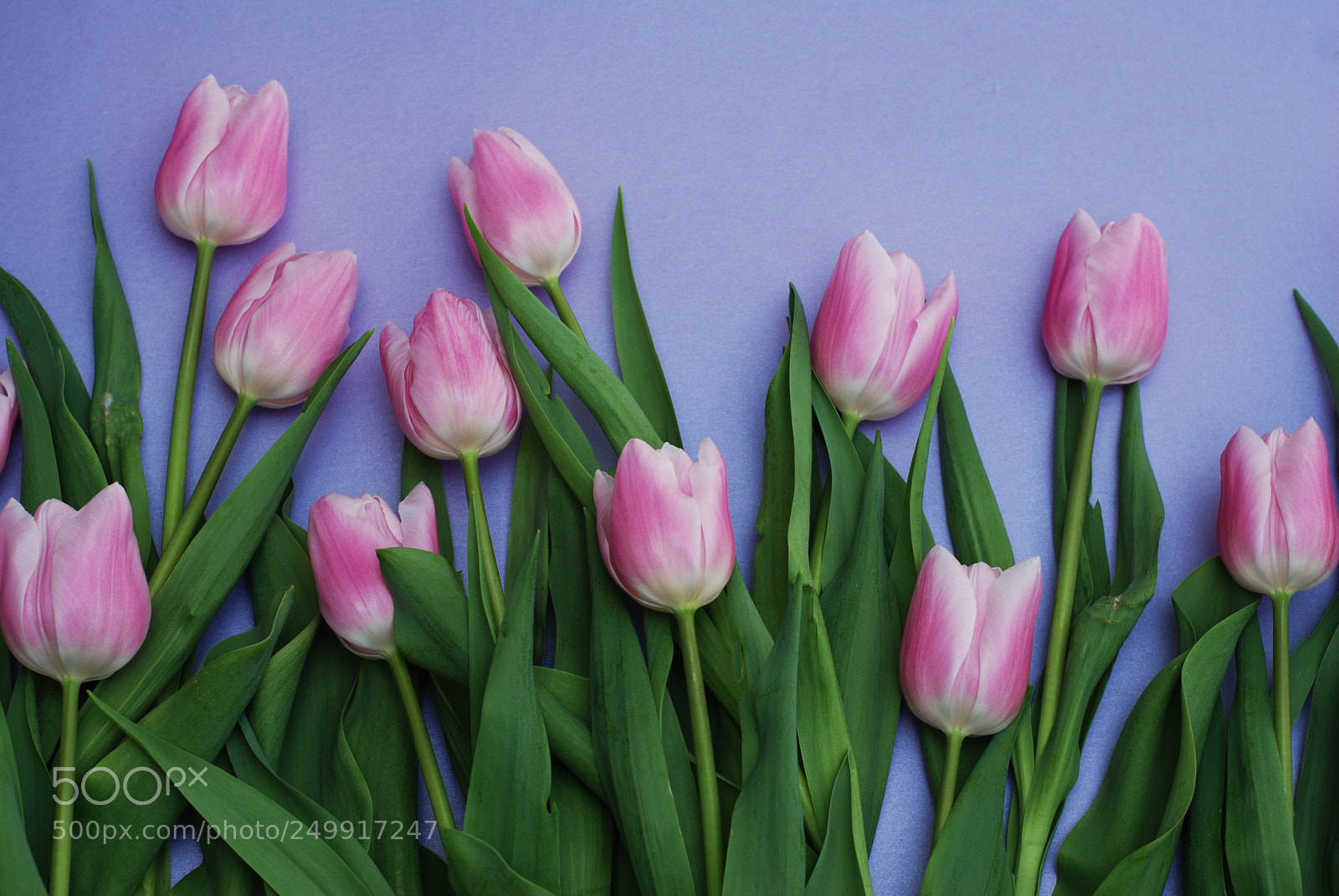 Nikon D80 sample photo. Pink tulips bouquet, over photography