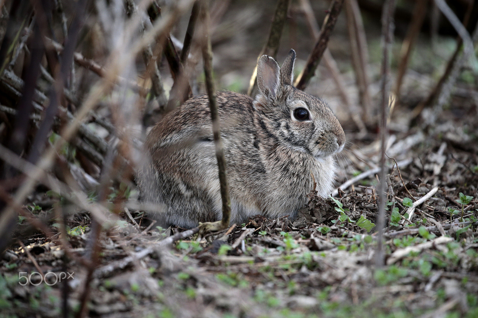 Canon EOS-1D X + Canon EF 100-400mm F4.5-5.6L IS II USM sample photo. My easter bunny photography