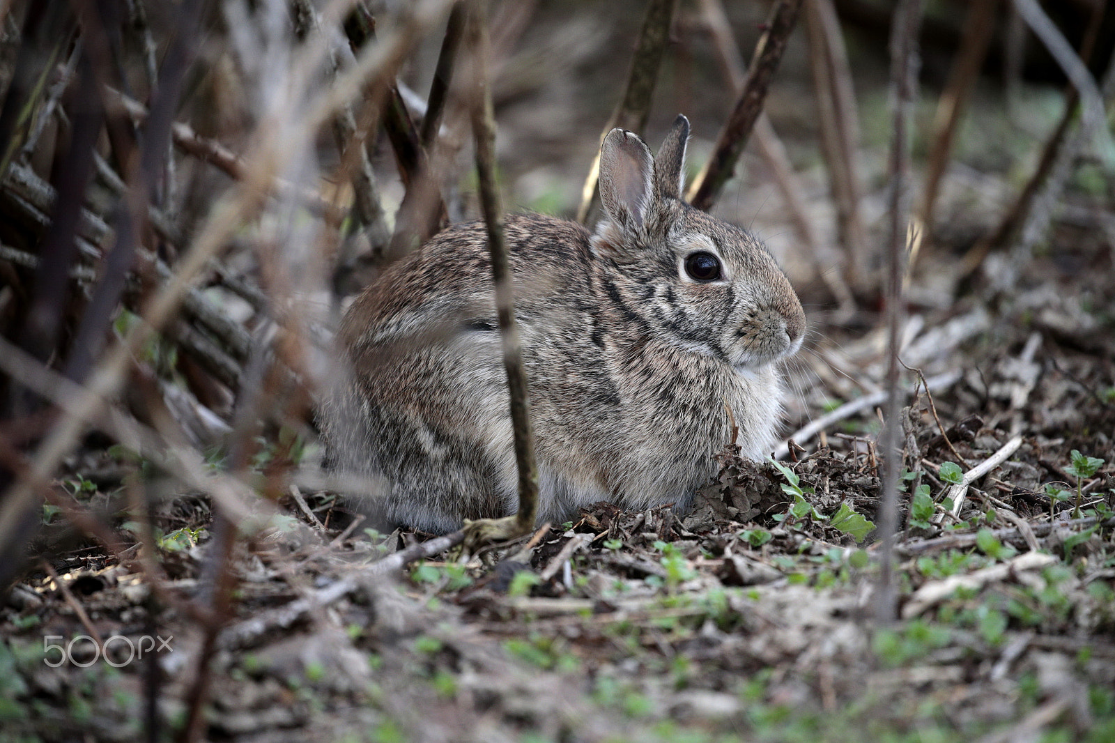 Canon EOS-1D X sample photo. My easter bunny photography