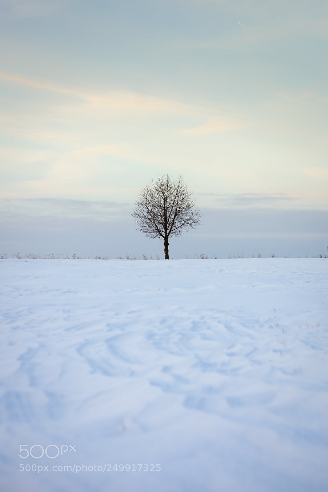 Nikon D7100 sample photo. Tree photography