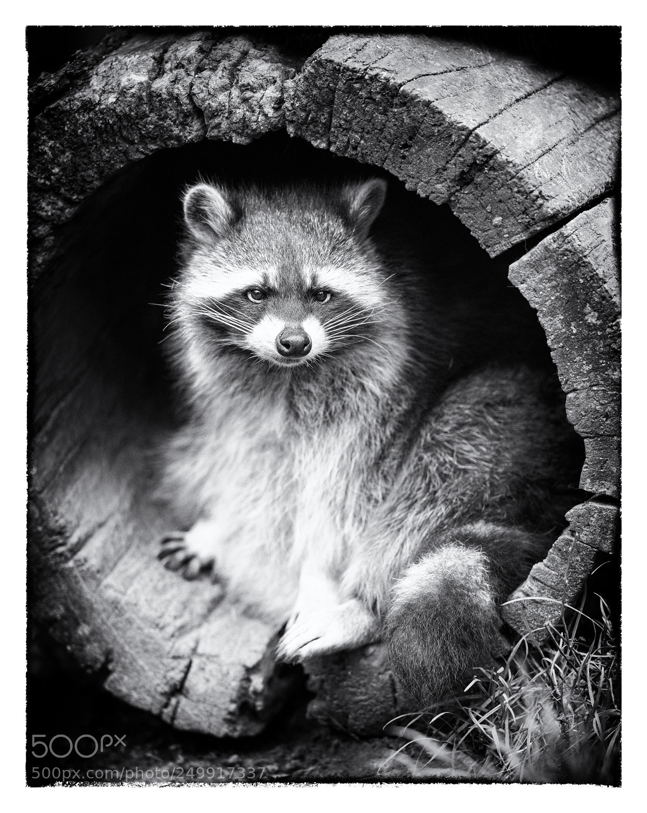 Nikon D850 sample photo. Racoon photography