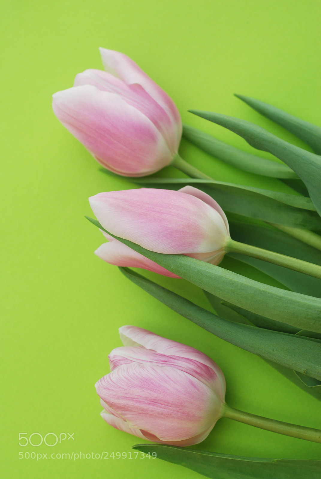 Nikon D80 sample photo. Pink spring tulips over photography