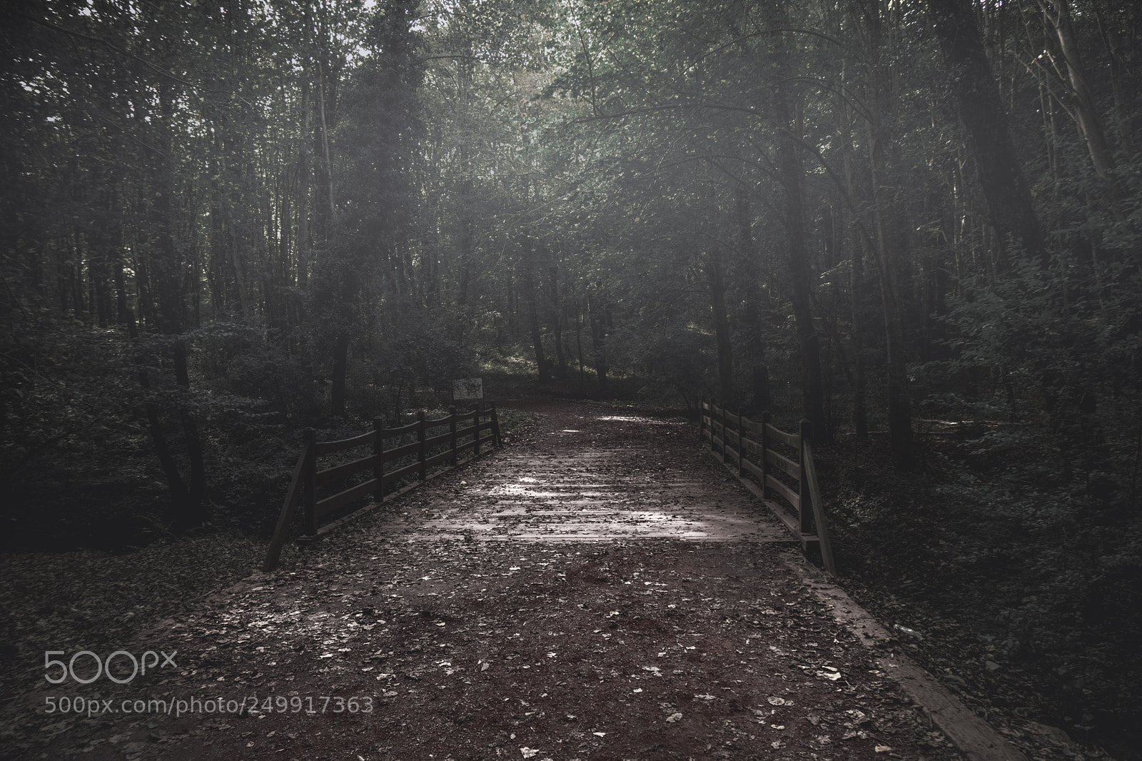 Sony a6500 sample photo. #forest photography