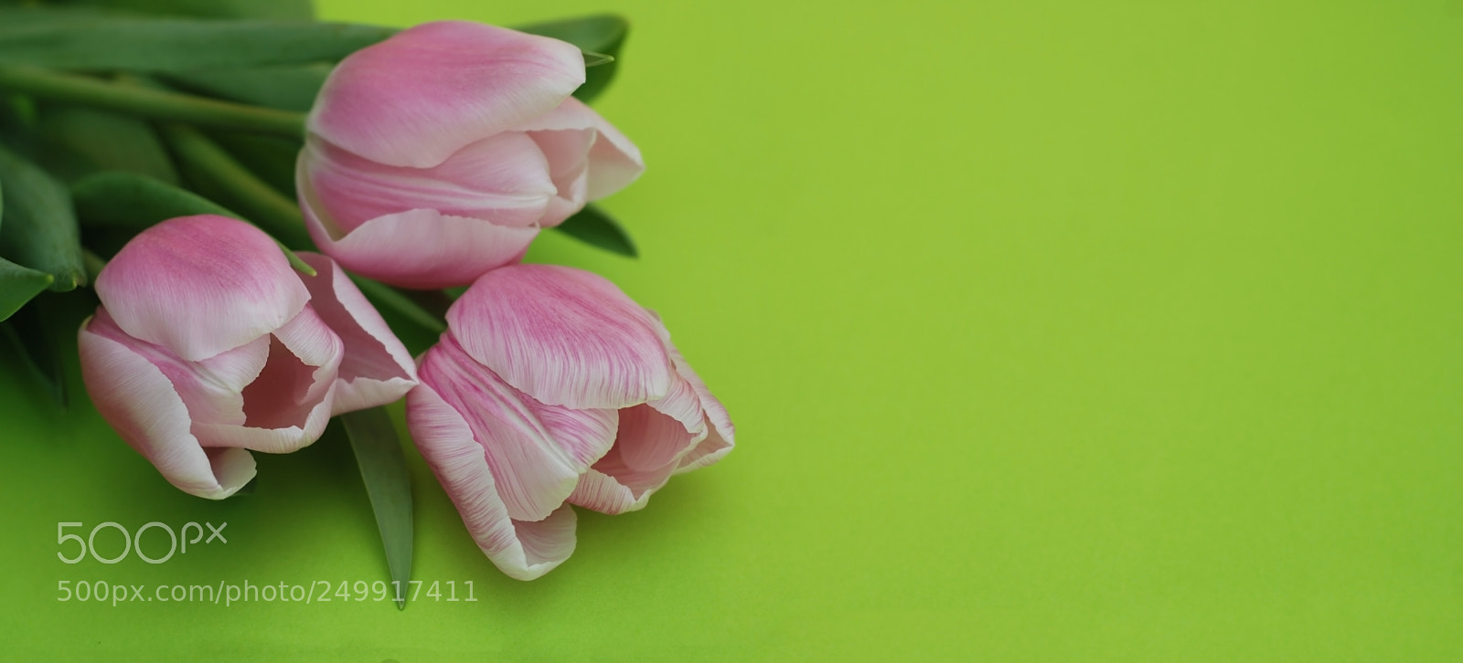 Nikon D80 sample photo. Pink spring tulips over photography