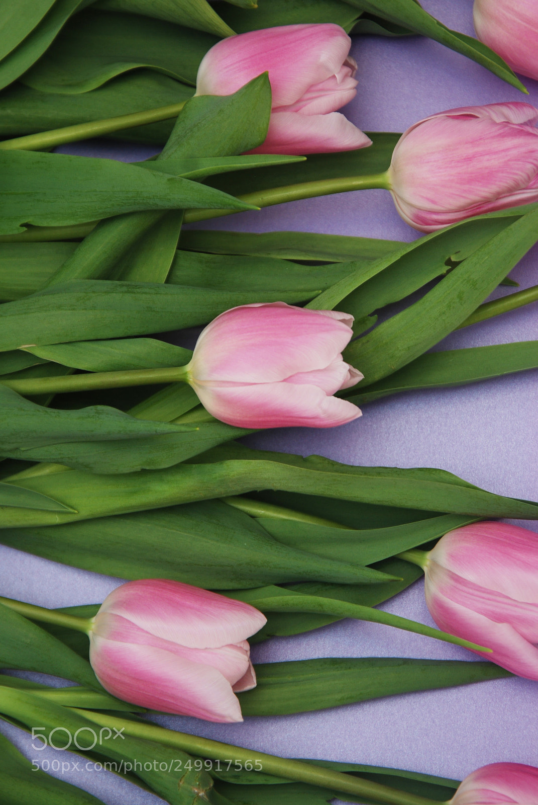 Nikon D80 sample photo. Pink tulips bouquet, over photography