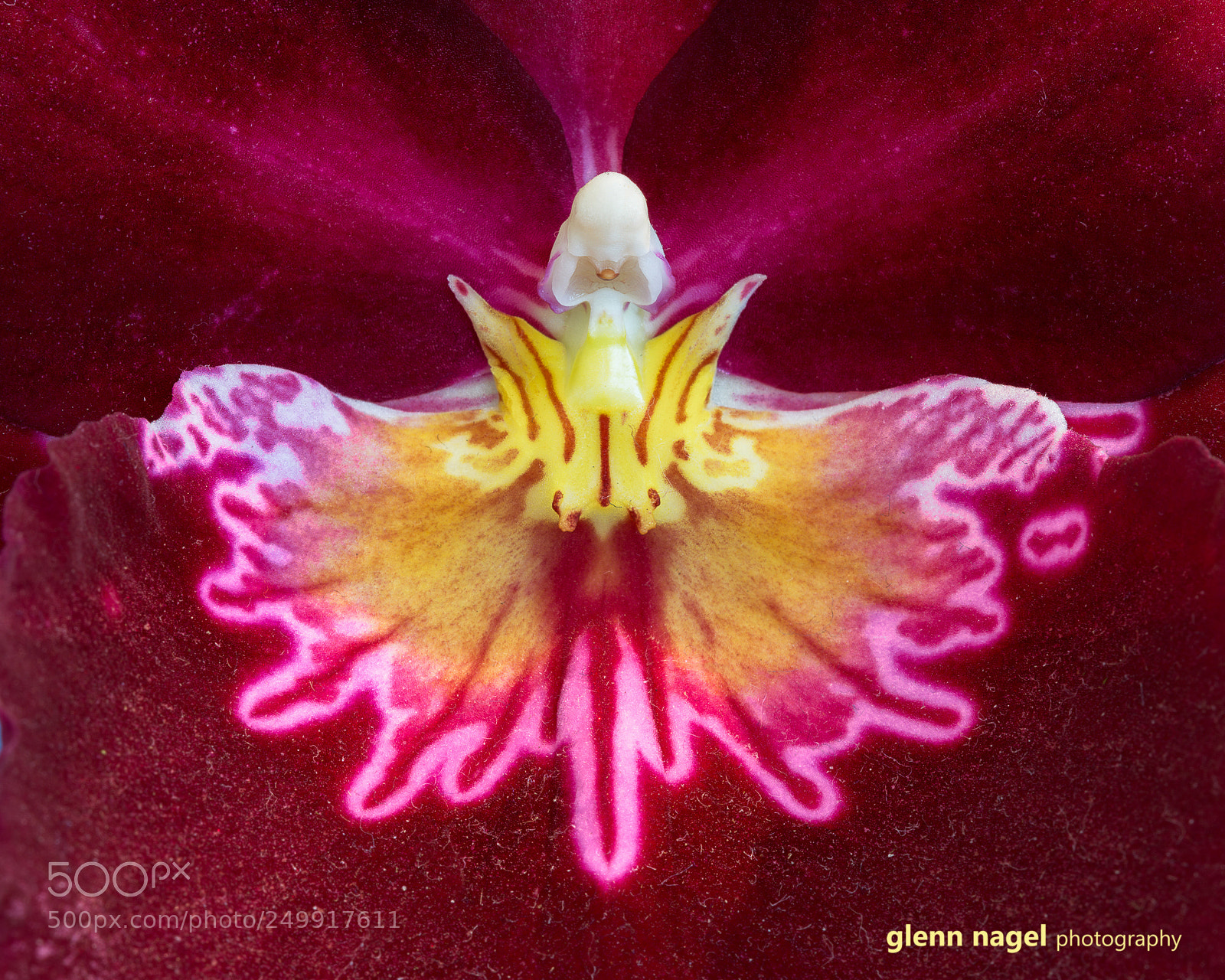 Nikon D850 sample photo. Nature's stamp photography