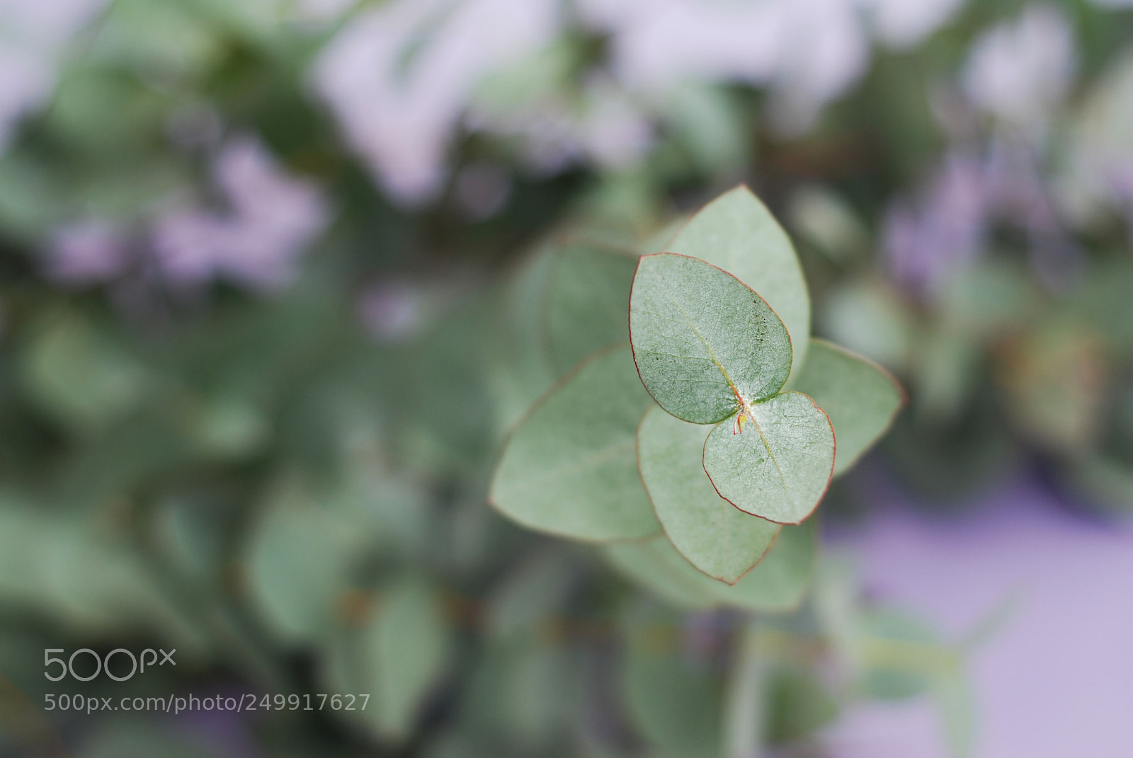 Nikon D80 sample photo. Bunch of eucaliptus leaves photography