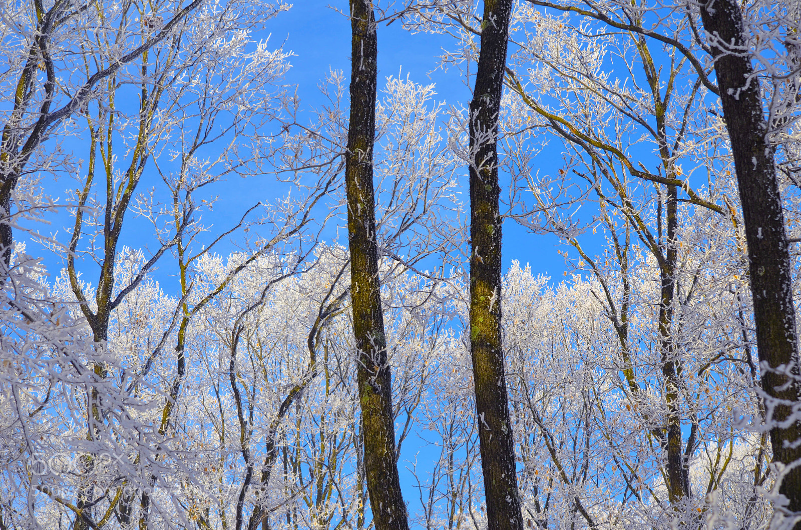 Nikon D5100 sample photo. Frost photography