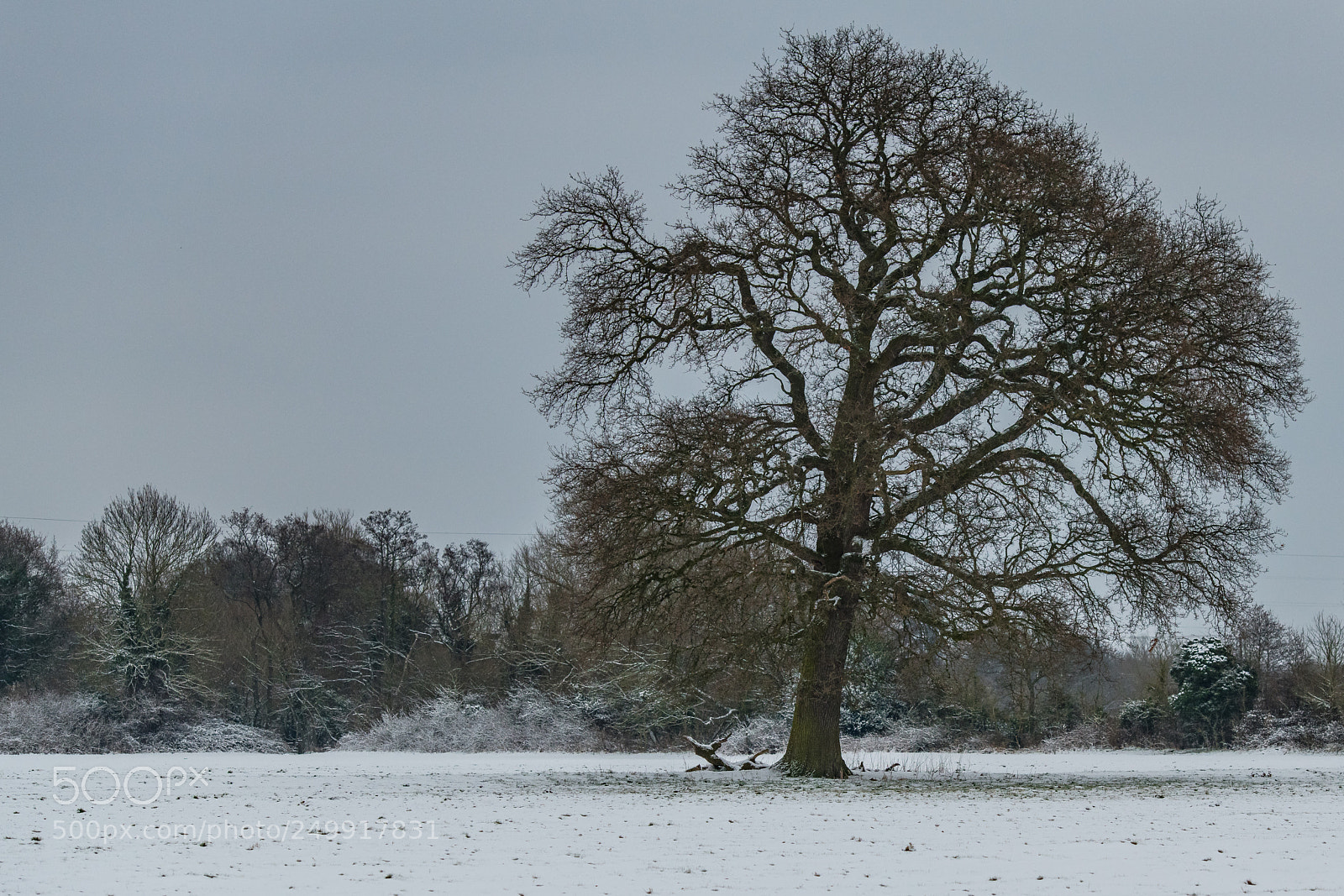 Nikon D850 sample photo. Spring snow photography