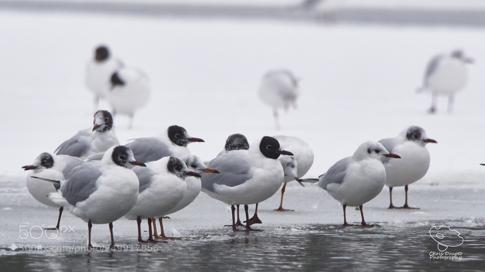 Sony ILCA-77M2 sample photo. Gulls on a frozen photography