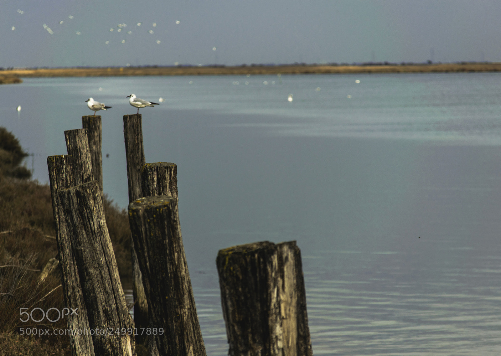 Nikon D5300 sample photo. Estuário do tejo photography