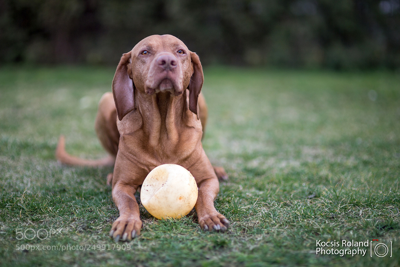 Canon EOS 6D sample photo. Fun / spaß / móka photography