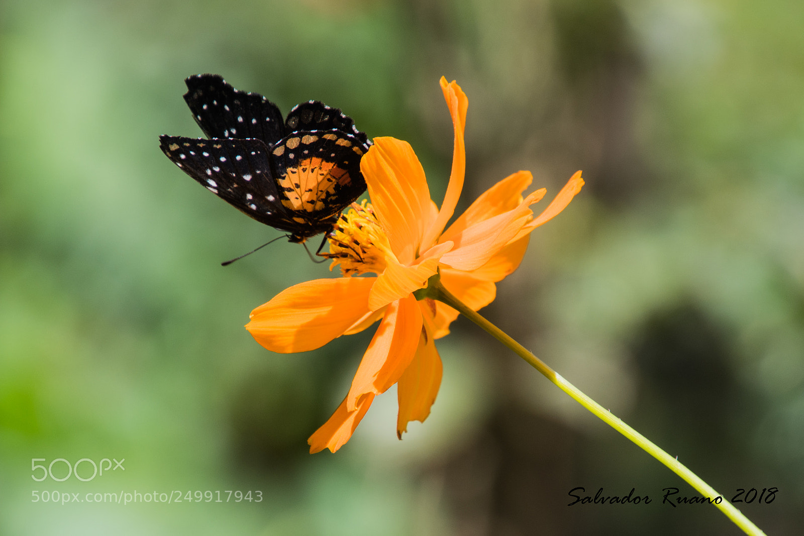 Nikon D7500 sample photo. Mariposa photography