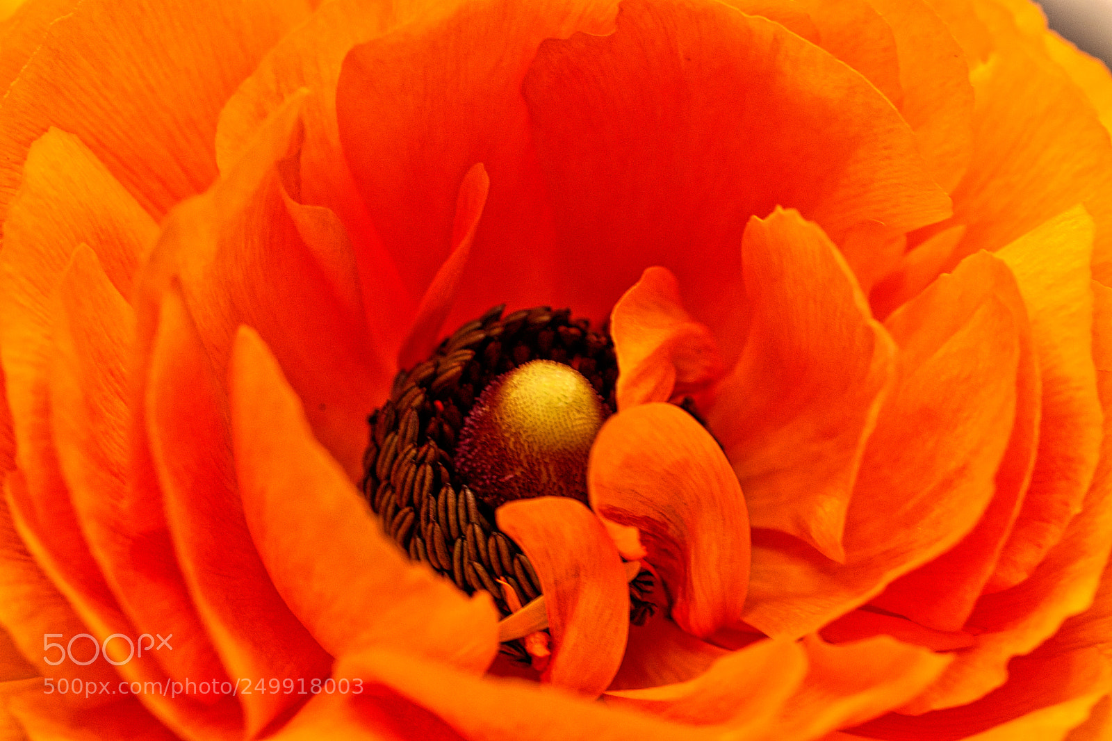 Canon EOS 77D (EOS 9000D / EOS 770D) sample photo. Ranunculus photography