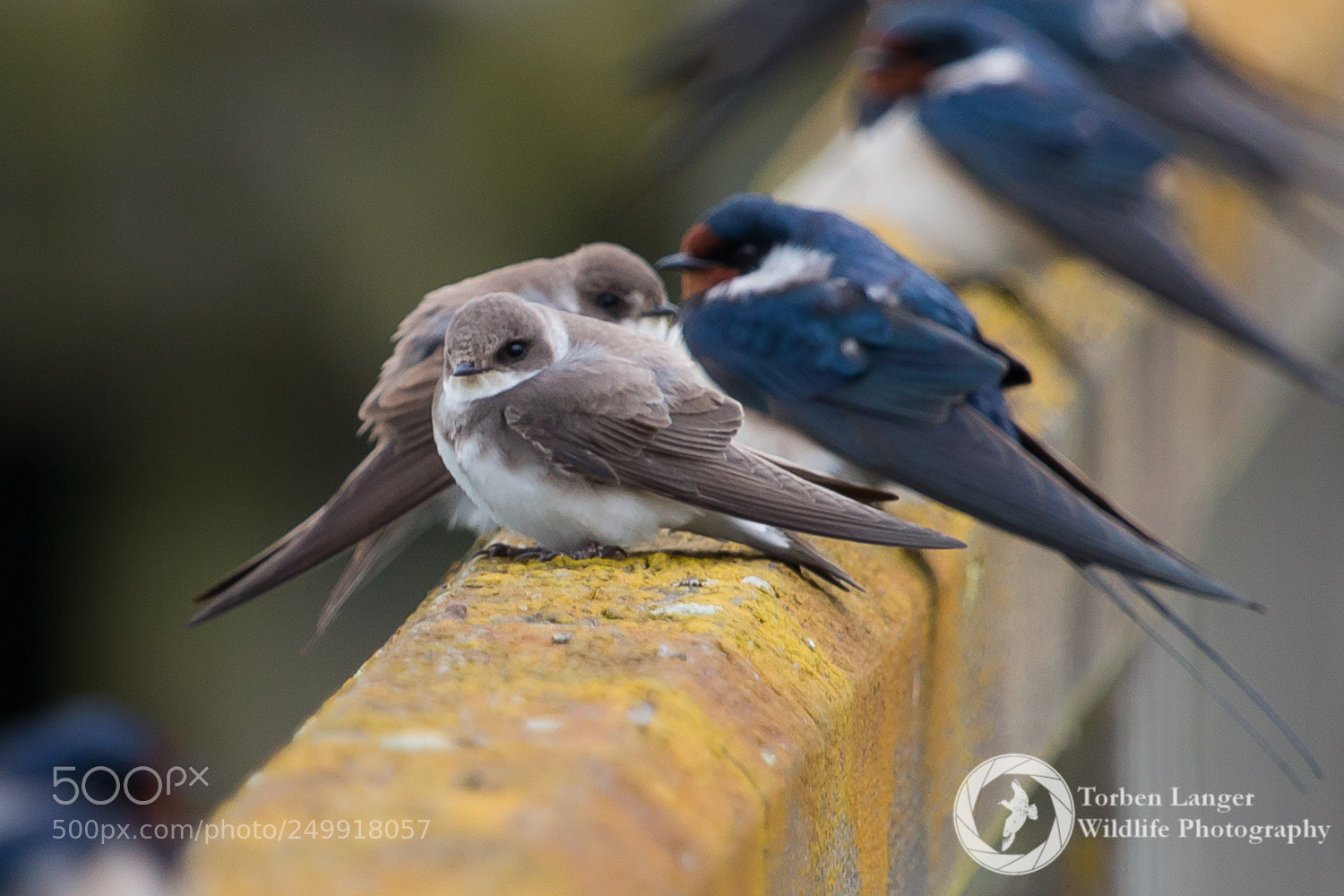 Canon EOS 70D sample photo. Swallows resting photography