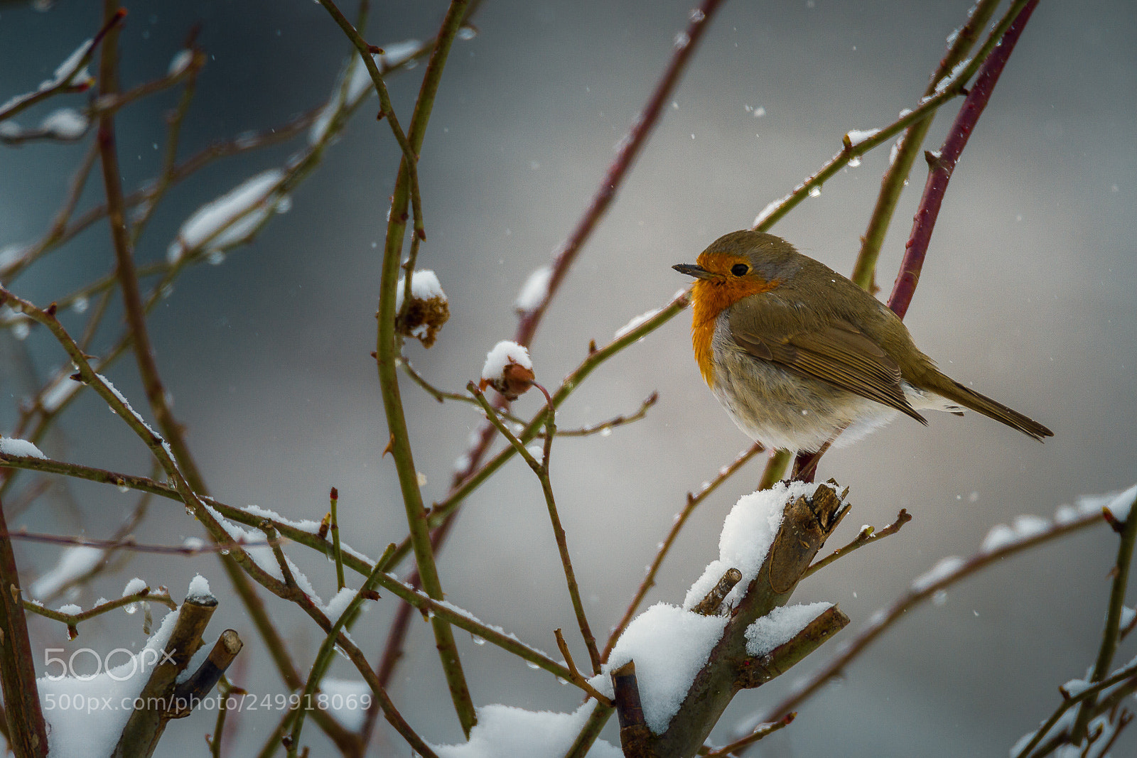 Canon EOS 7D sample photo. Birdwatching photography