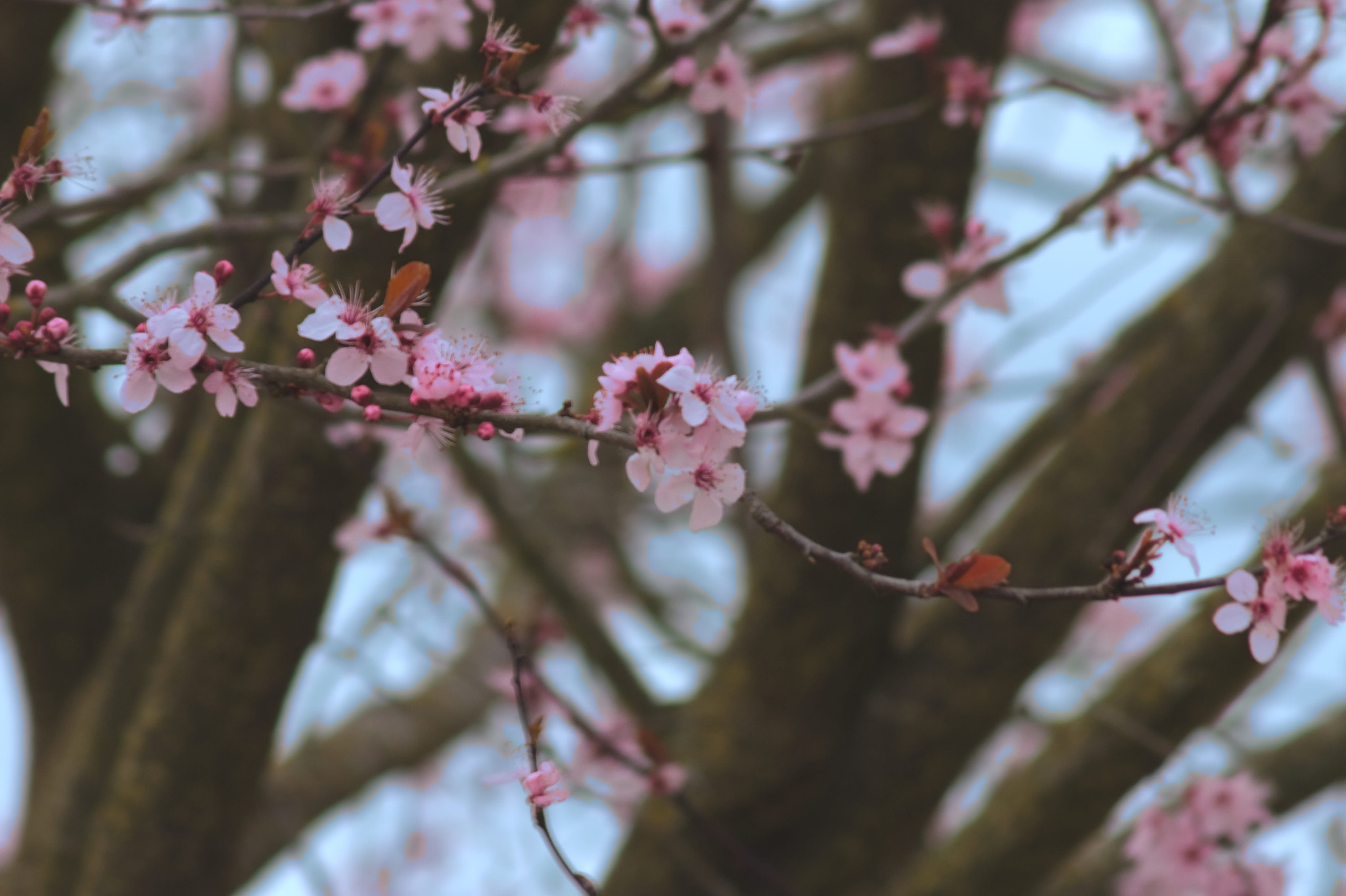 Canon EF 90-300mm F4.5-5.6 sample photo. Spring photography