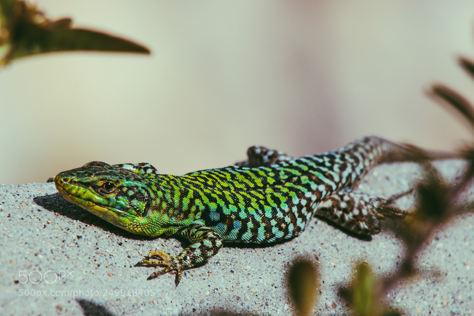 Canon EOS 80D sample photo. Lizzie the lizard photography
