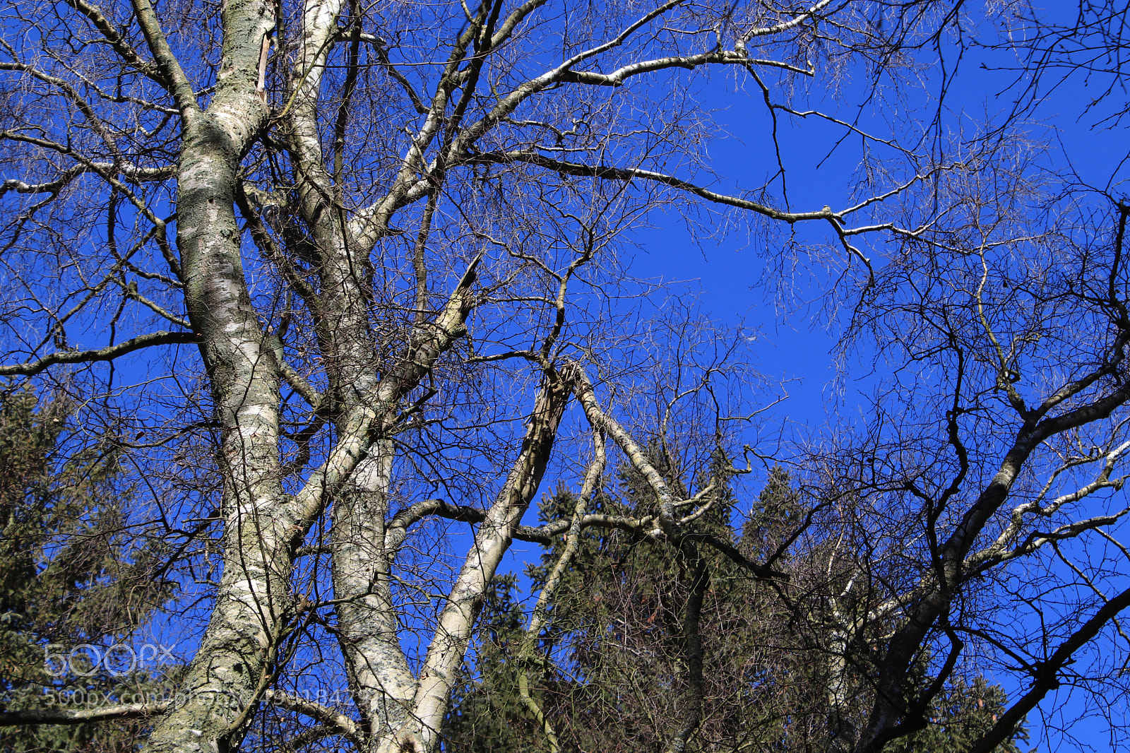 Canon EOS 77D (EOS 9000D / EOS 770D) sample photo. Trees photography