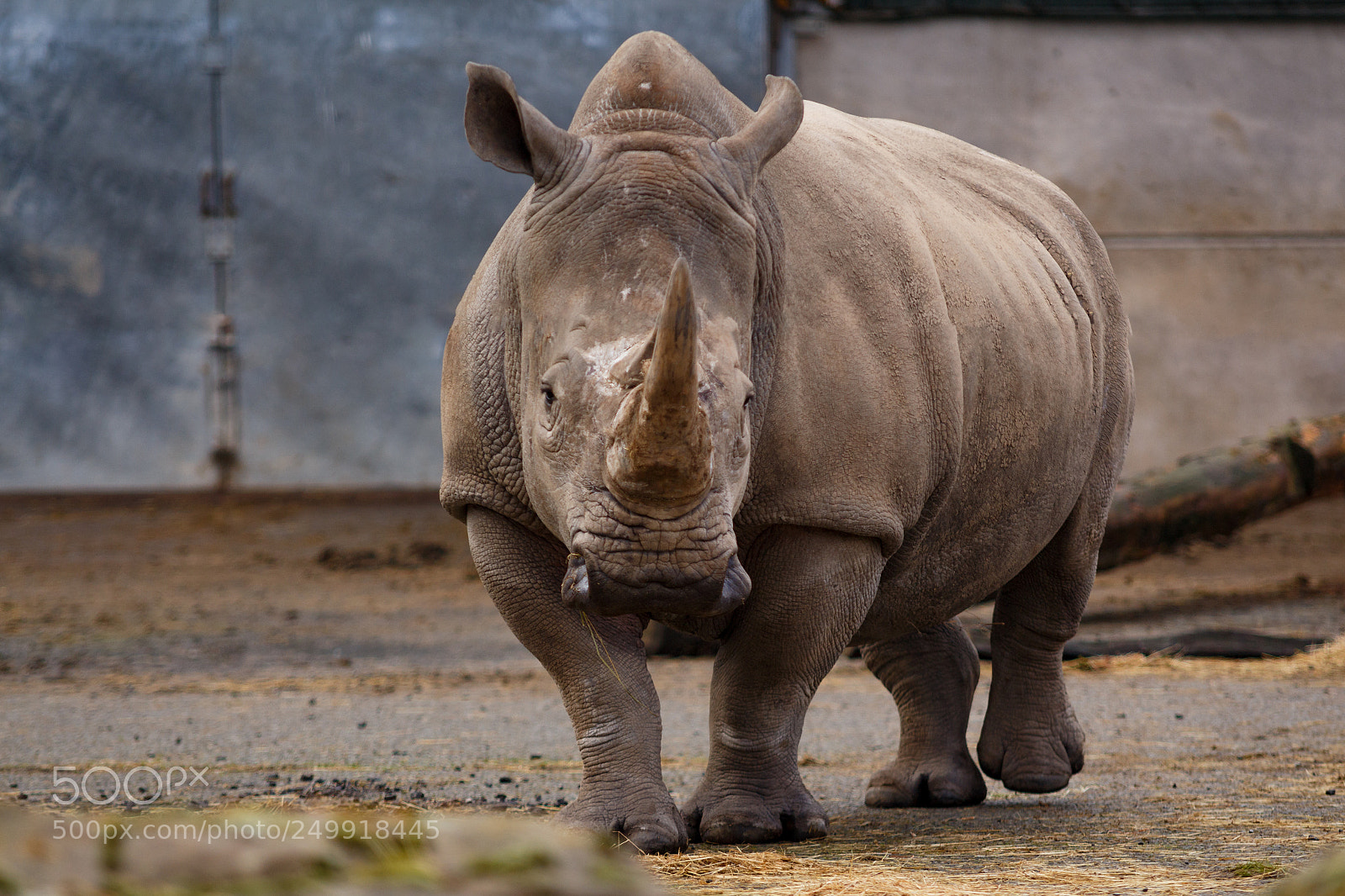 Canon EOS 650D (EOS Rebel T4i / EOS Kiss X6i) sample photo. Rhino (78/365) photography