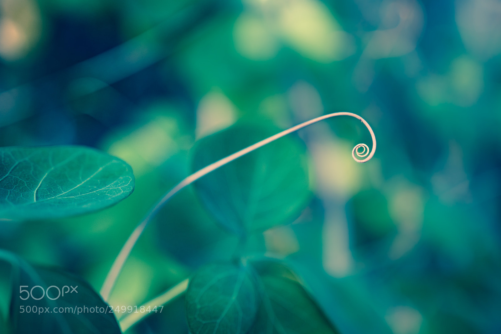 Sony a6300 sample photo. A curly thing photography