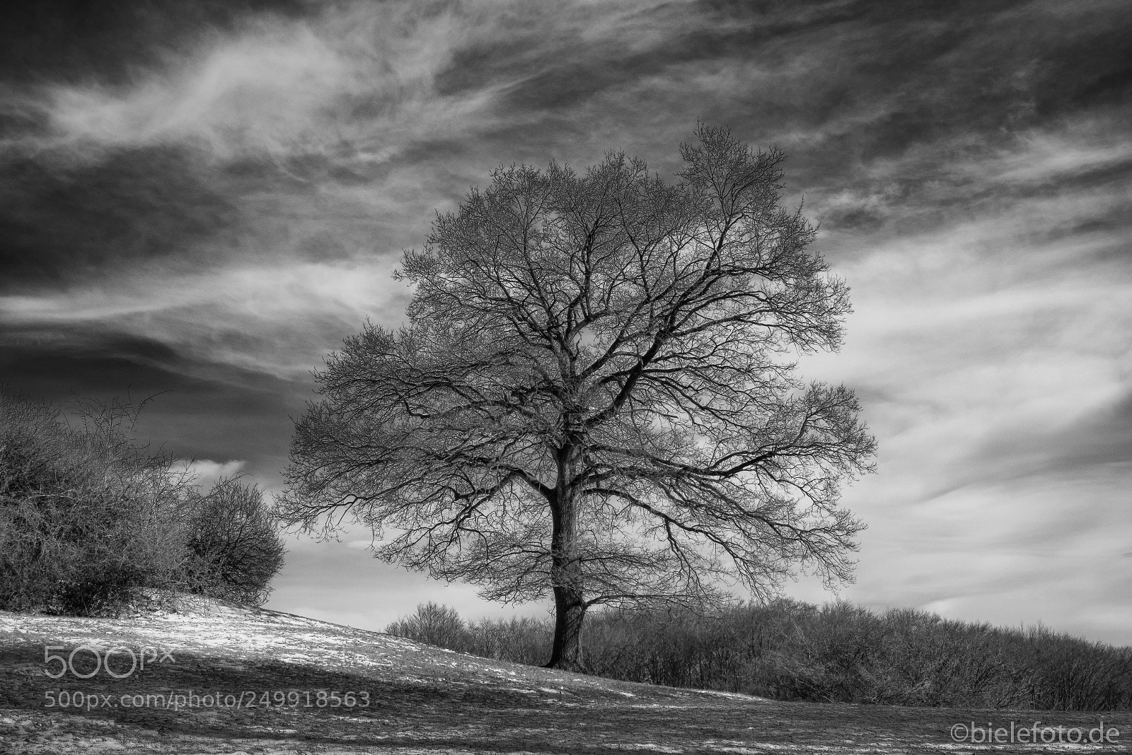 Fujifilm X-T20 sample photo. Solitary tree photography