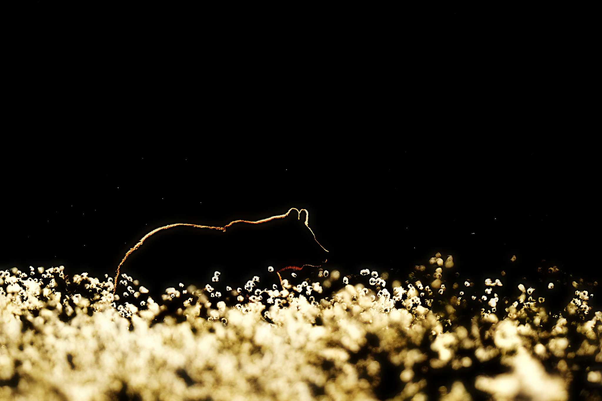 Nikon AF-S Nikkor 400mm F2.8G ED VR II sample photo. Brown bear silhouette in blossoming environment photography
