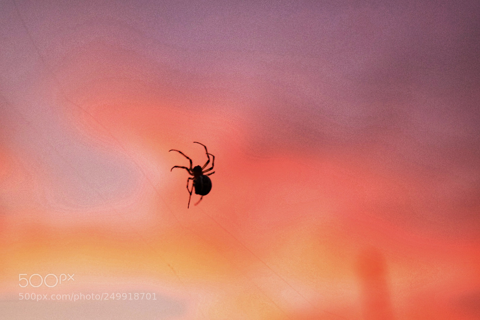 Nikon D5300 sample photo. Tejiendo el atardecer photography