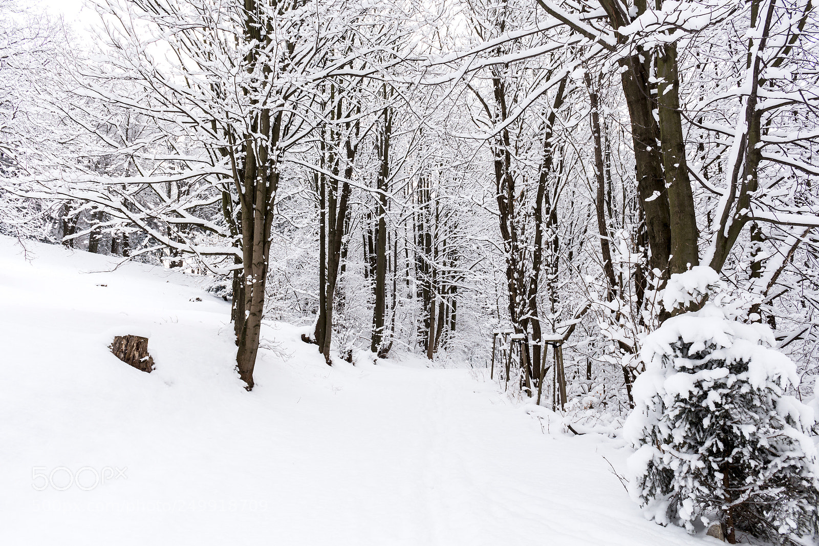 Canon EOS 700D (EOS Rebel T5i / EOS Kiss X7i) sample photo. Snow covered trees in photography