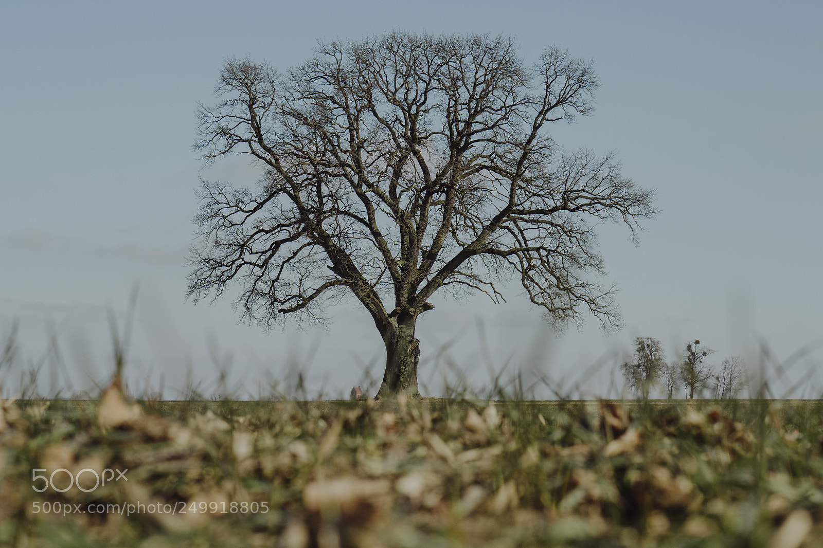 Sony a6500 sample photo. Oak photography