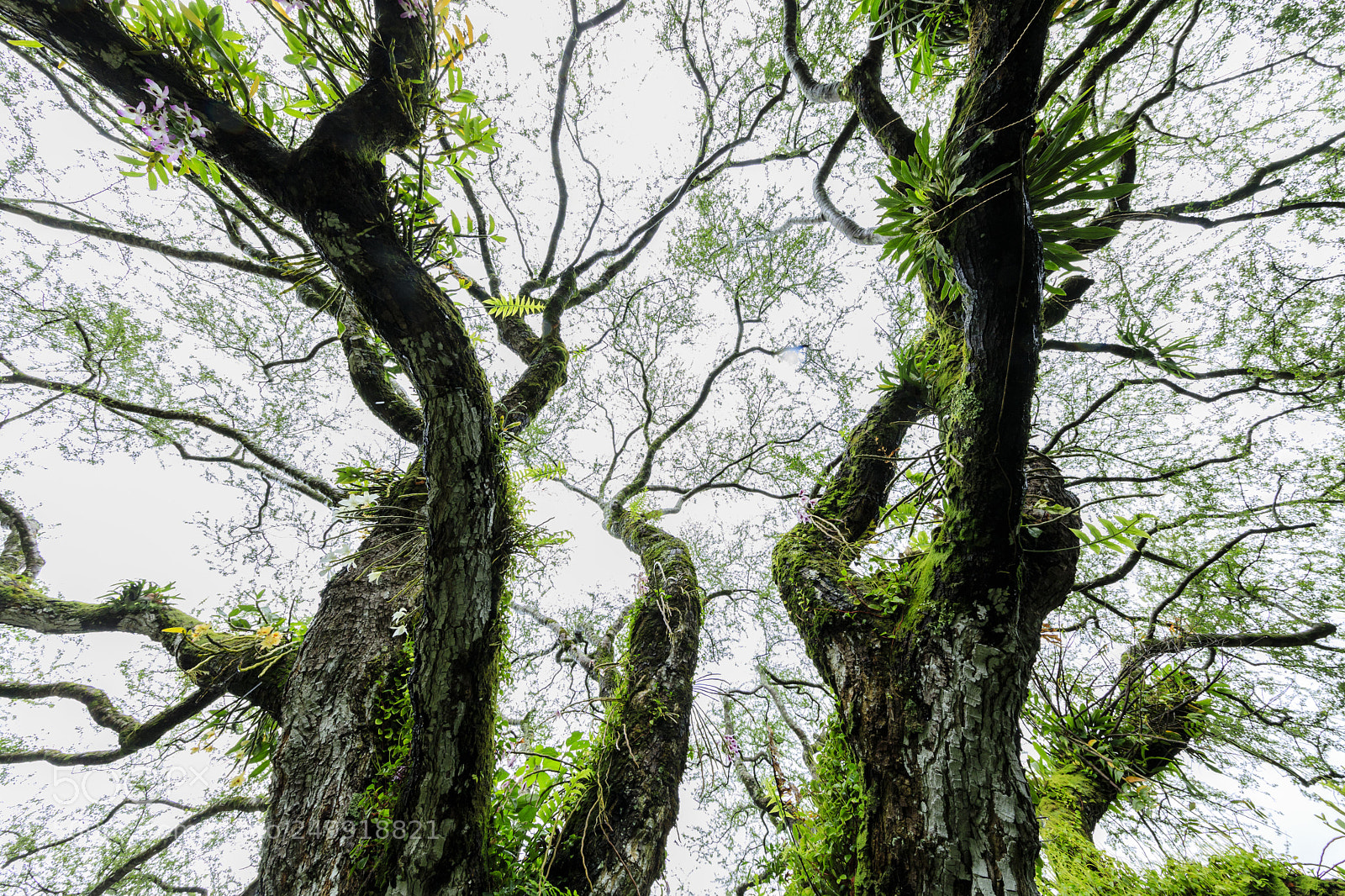 Canon EOS 5D Mark IV sample photo. Giant tree in hawaii 擎天双龙 photography