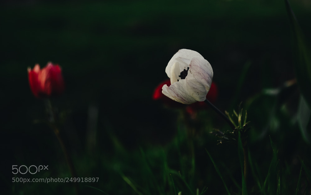 Nikon D3200 sample photo. Wild flower photography