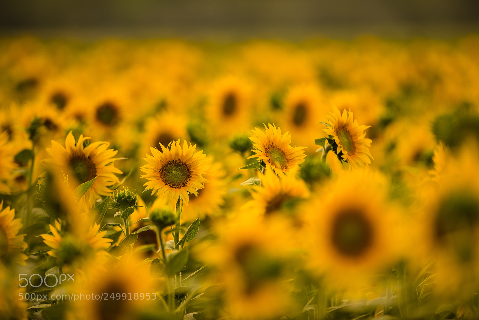 Nikon D810 sample photo. Sunflower photography