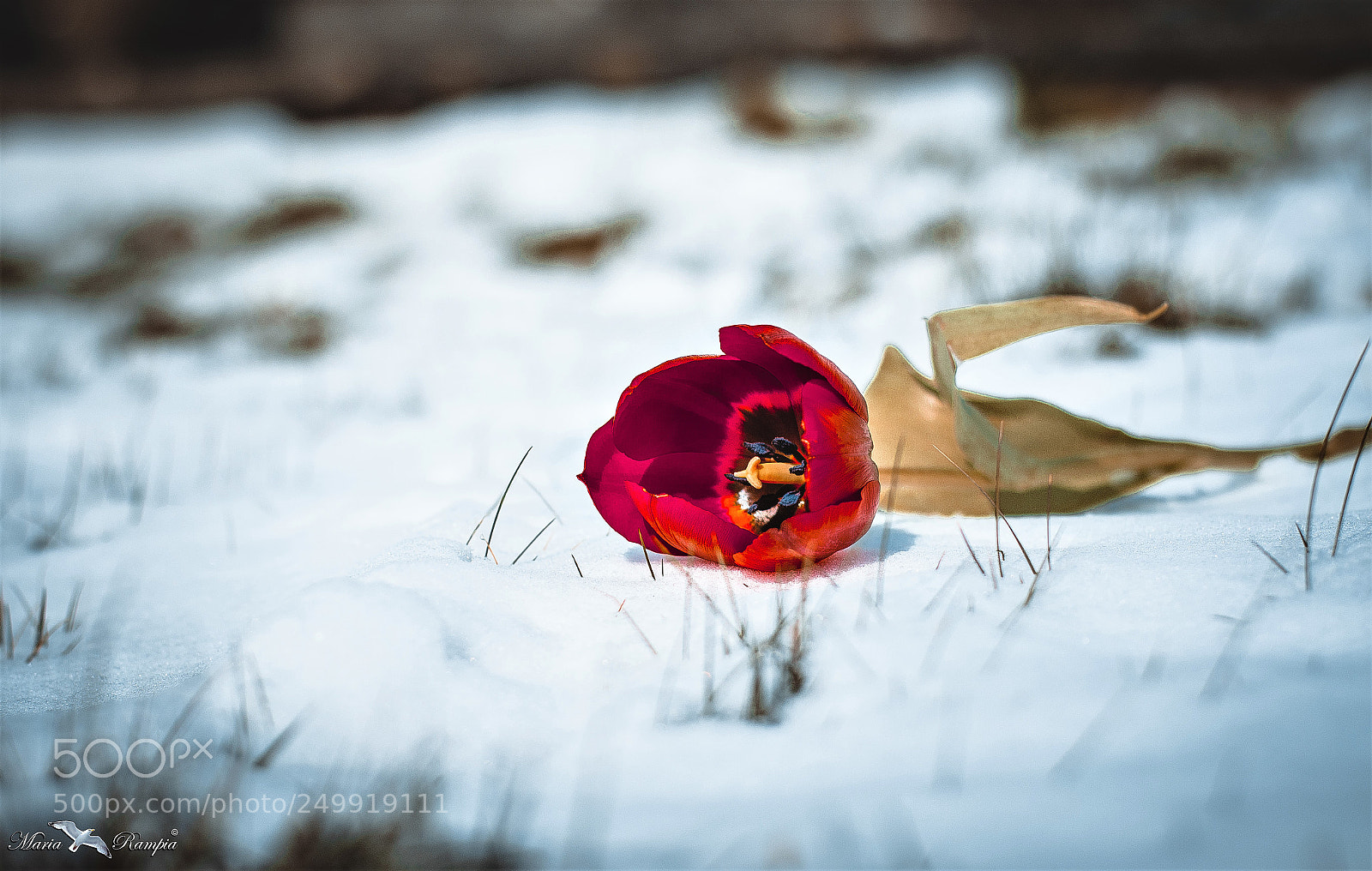Canon EOS 70D sample photo. Tulip on ice... photography