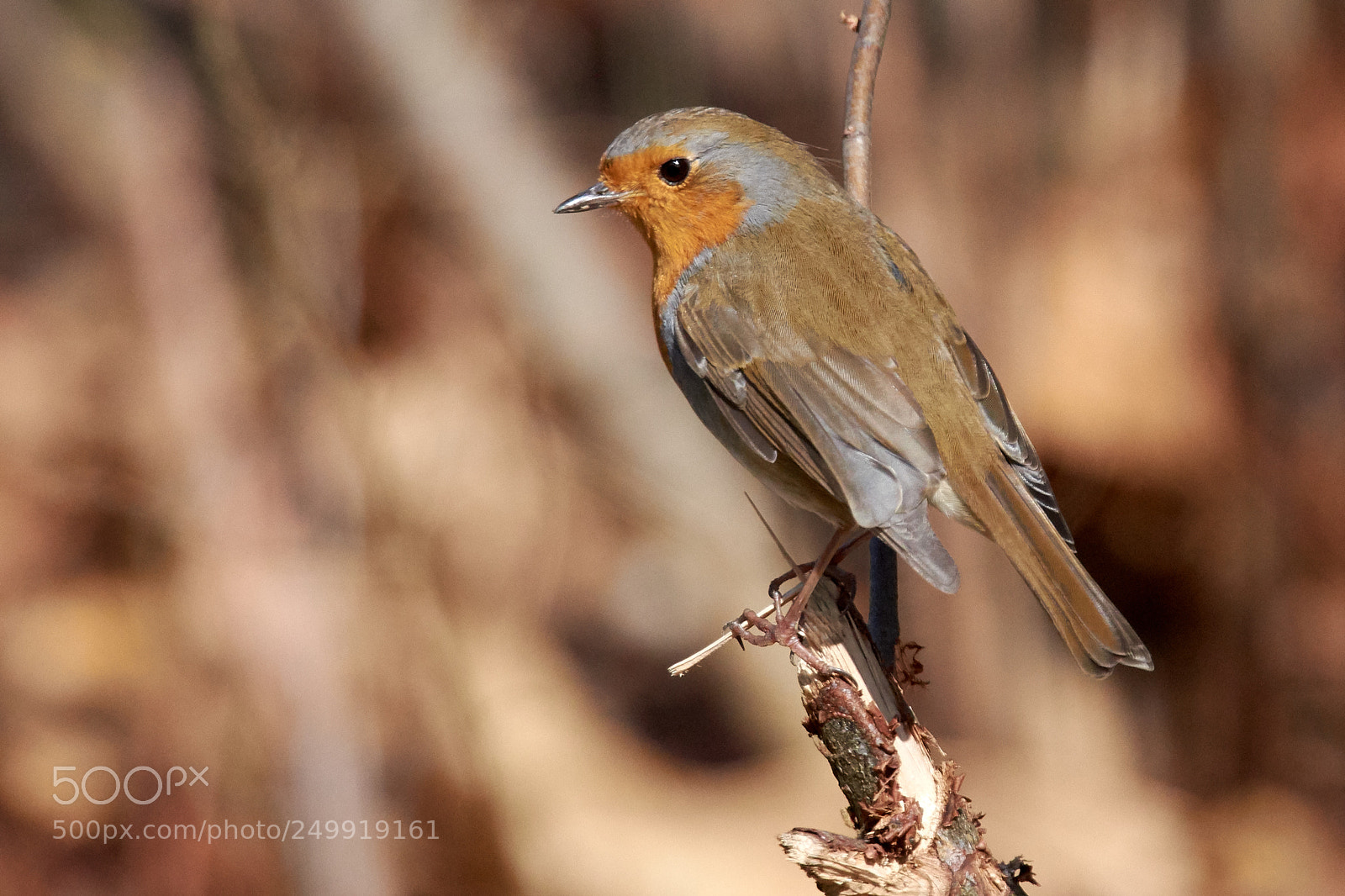 Nikon D7200 sample photo. Robin photography