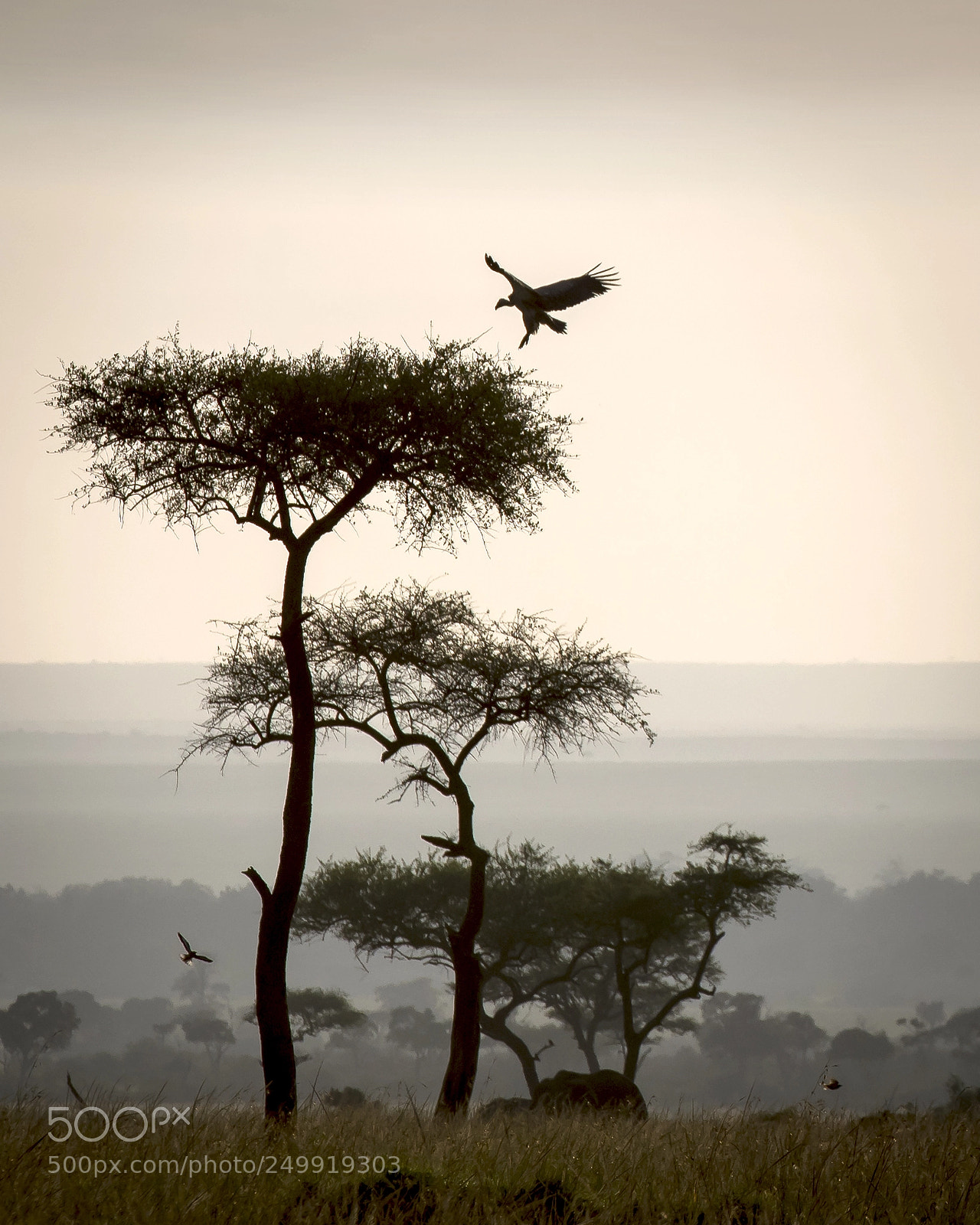 Nikon D810 sample photo. Vulture & balanite photography