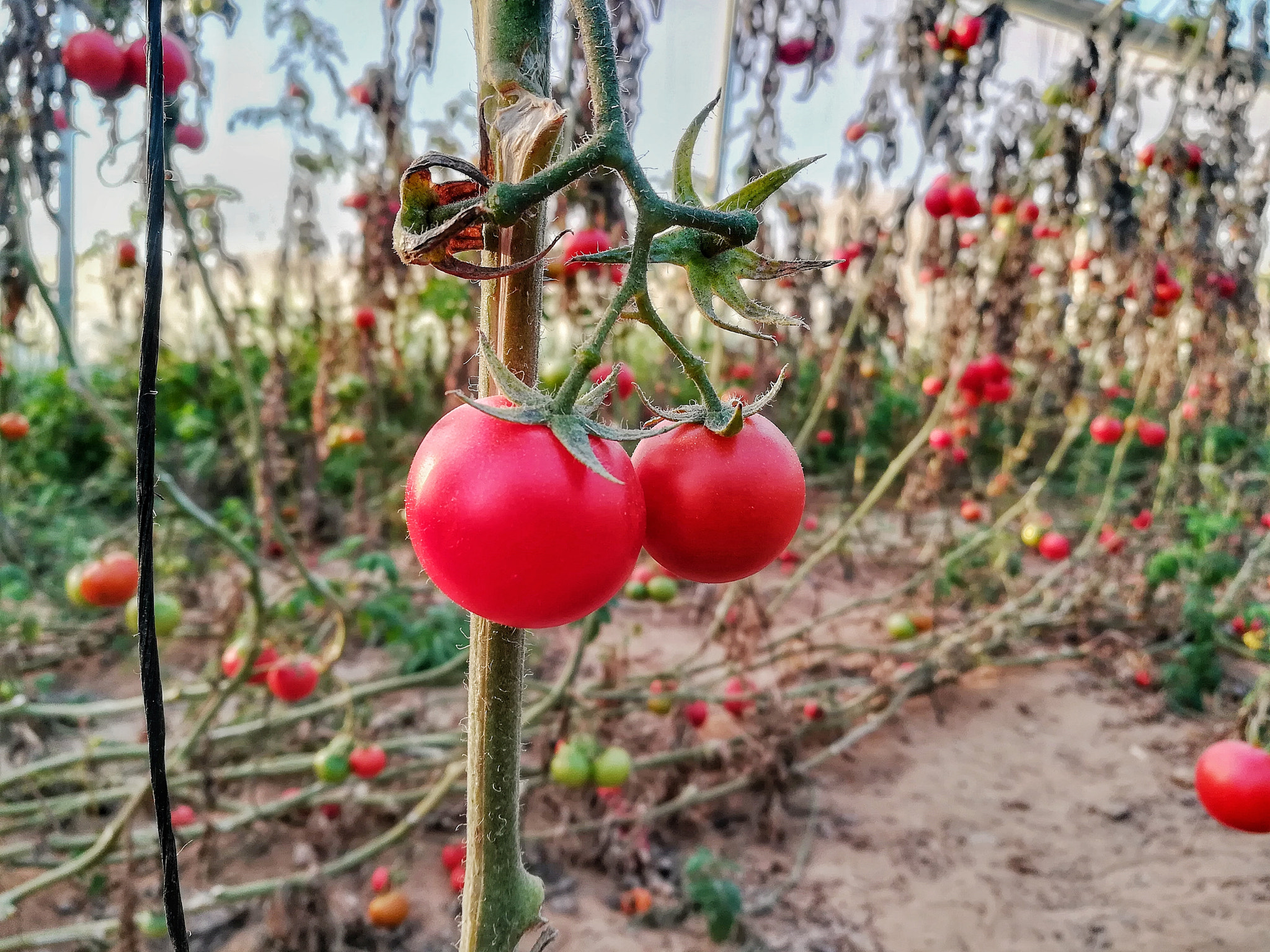 HUAWEI GR5 2017 sample photo