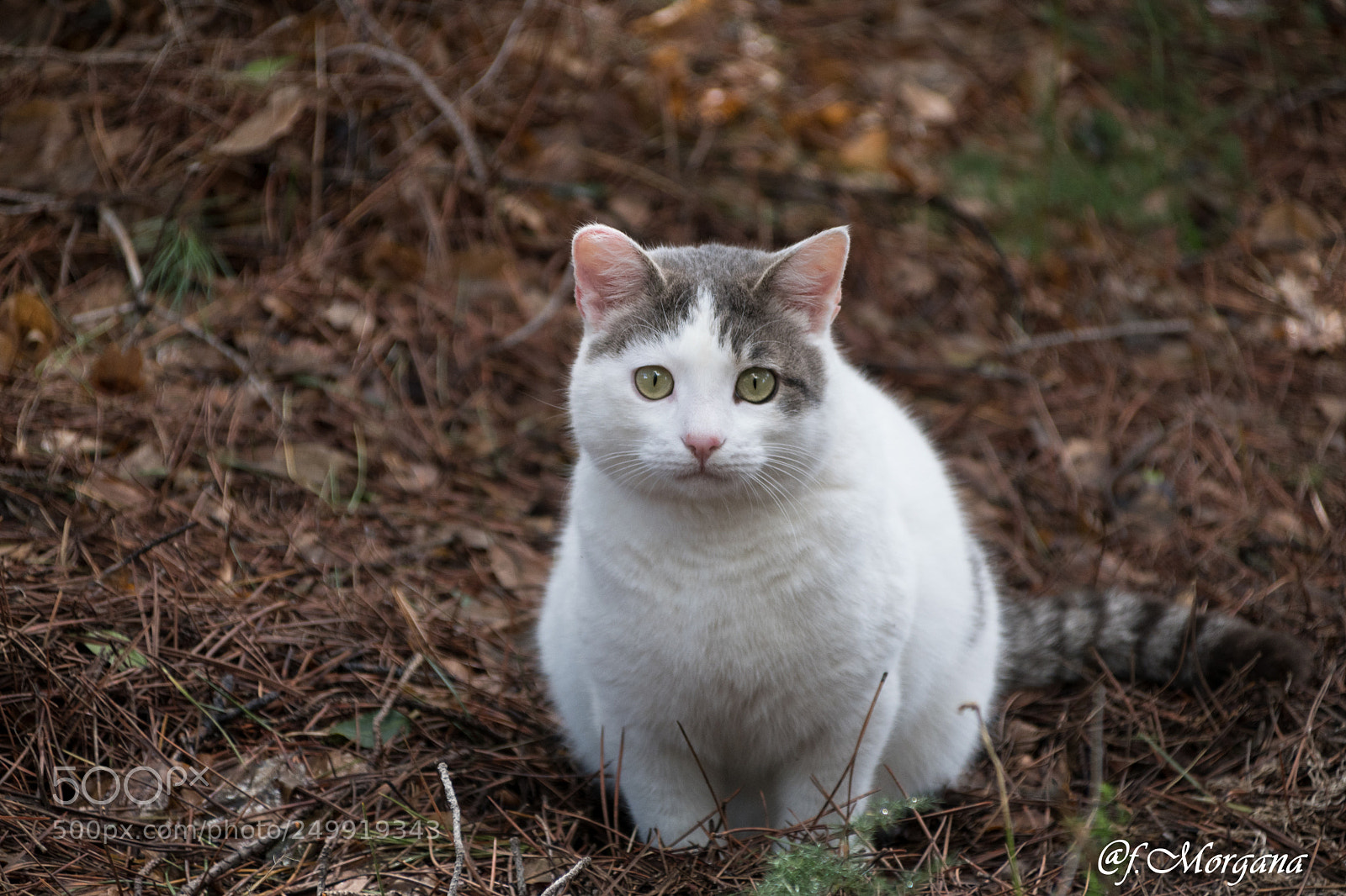 Nikon D7500 sample photo. Untitled photography