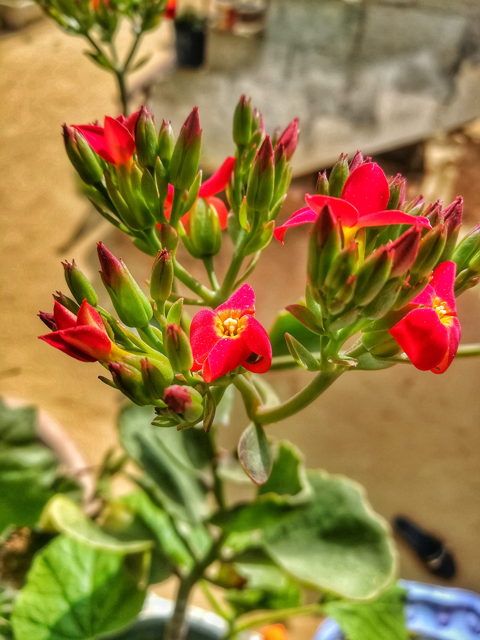 HUAWEI GR5 2017 sample photo
