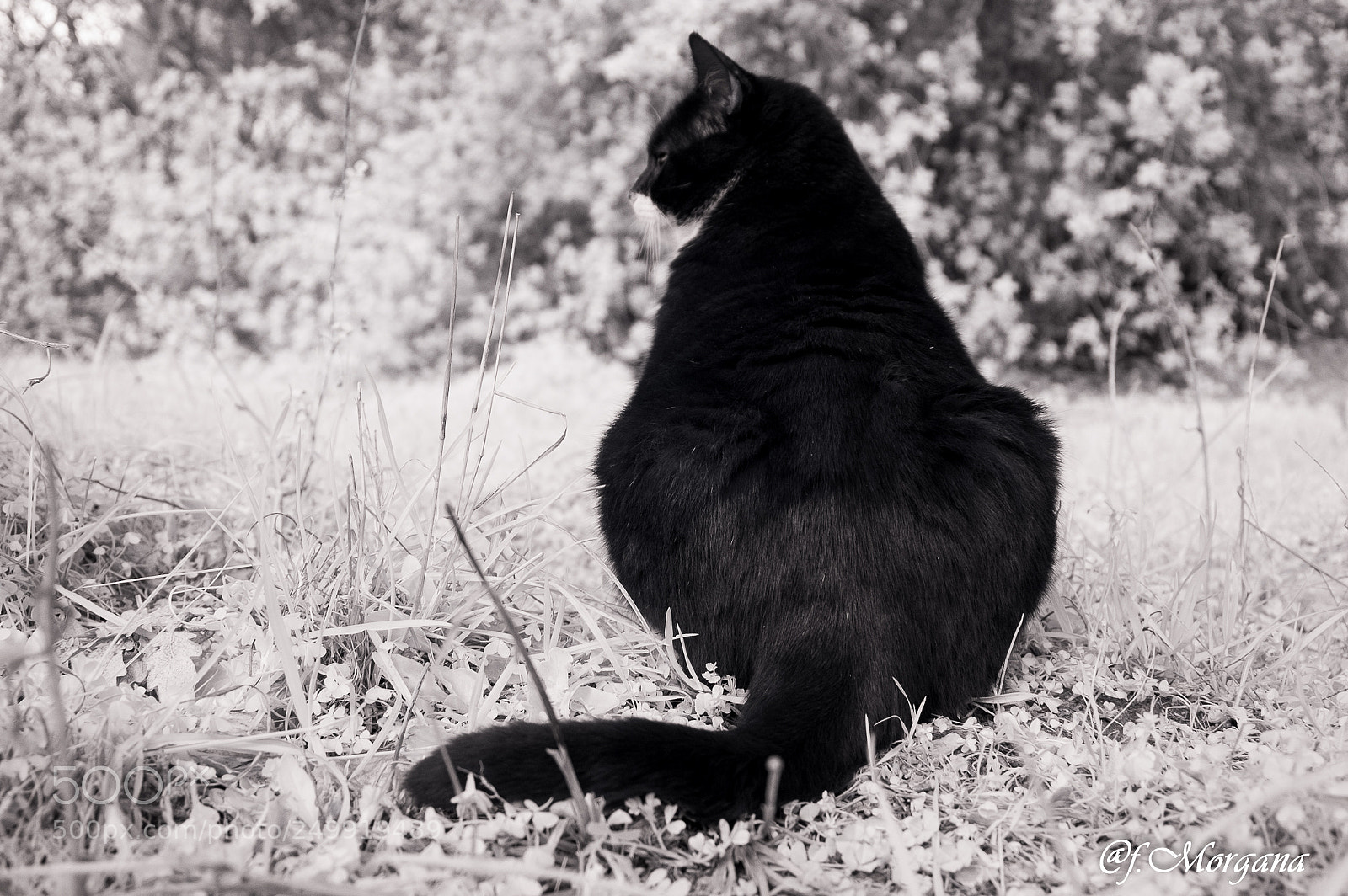 Nikon D70 sample photo. Untitled photography