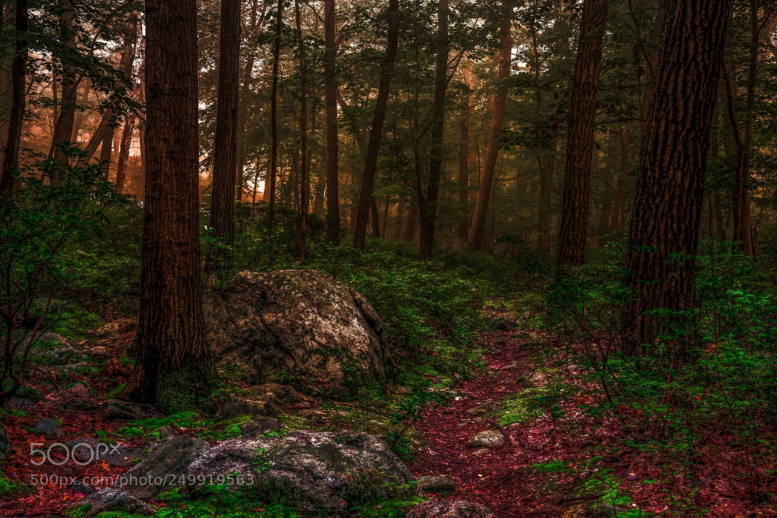 Sony a7 sample photo. Woods photography