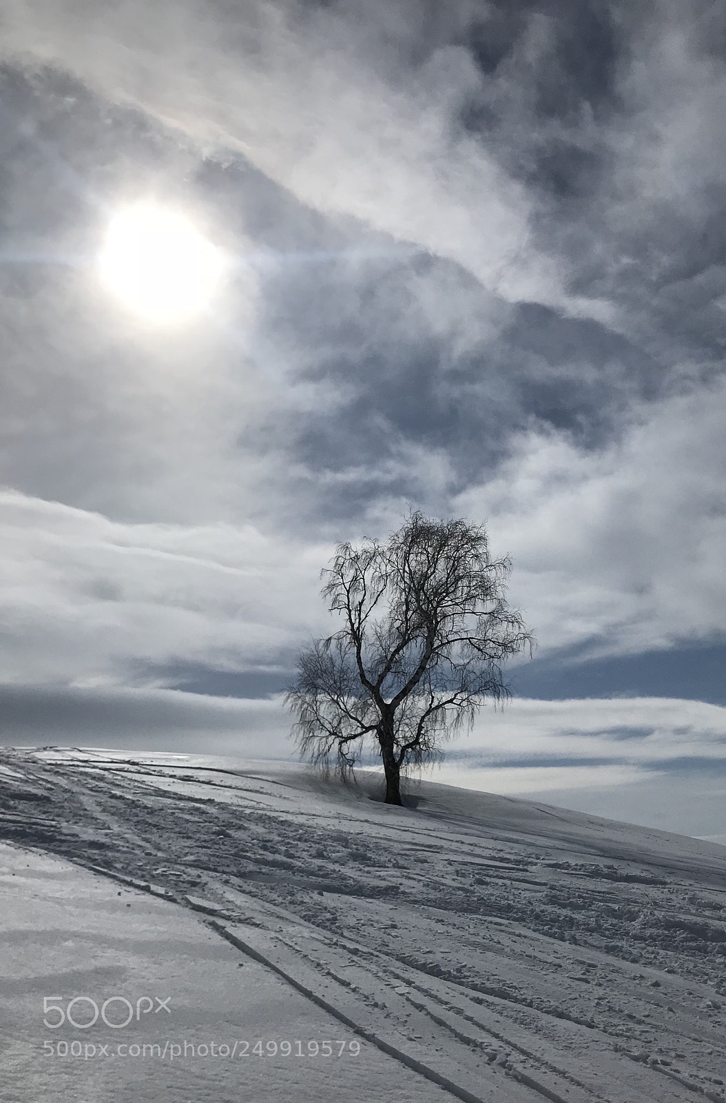 Apple iPhone 7 sample photo. Lonely tree photography