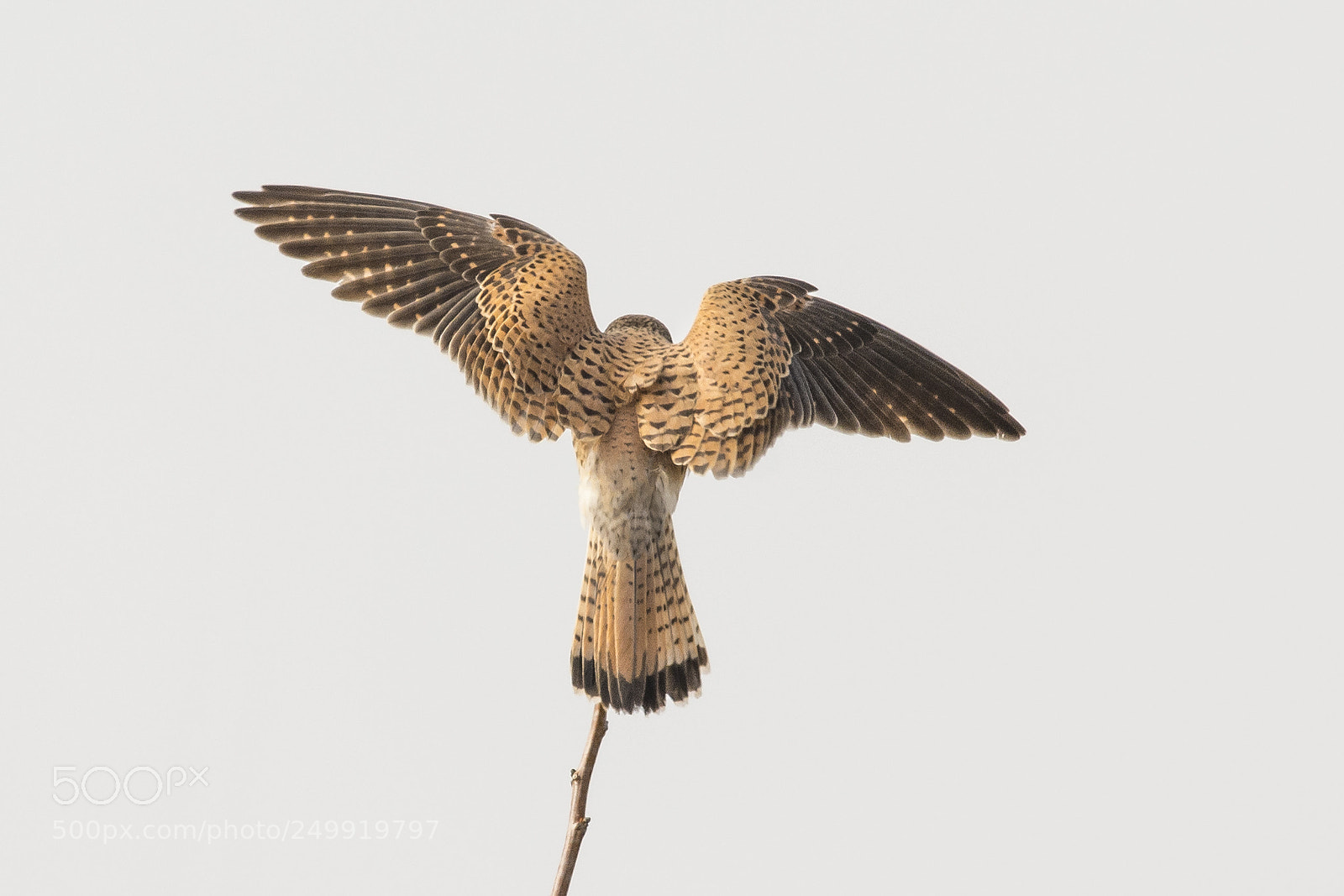 Nikon D7100 sample photo. Common kestrel photography