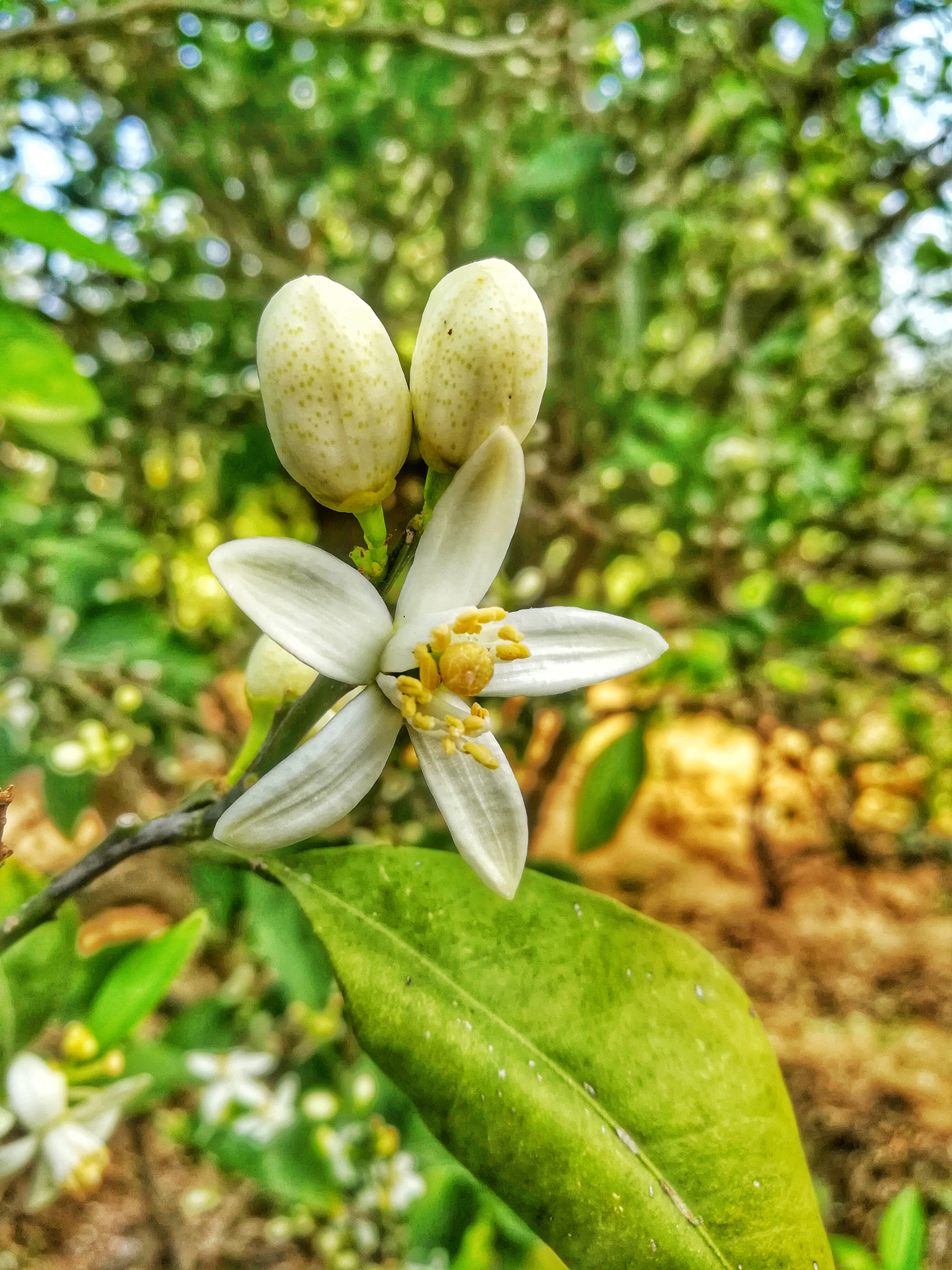 HUAWEI GR5 2017 sample photo