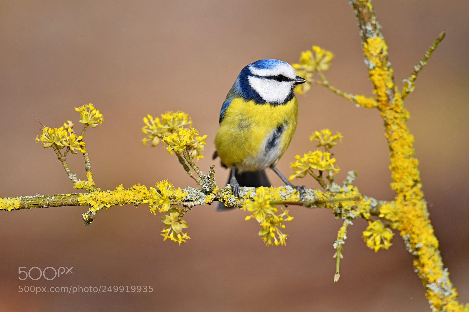 Nikon D500 sample photo. Blue tit photography