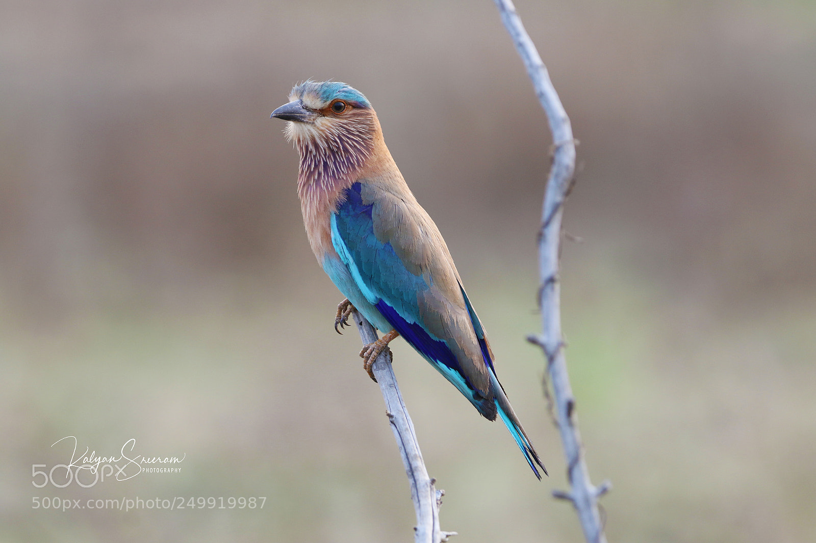 Canon EOS 7D Mark II sample photo. Indian roller photography