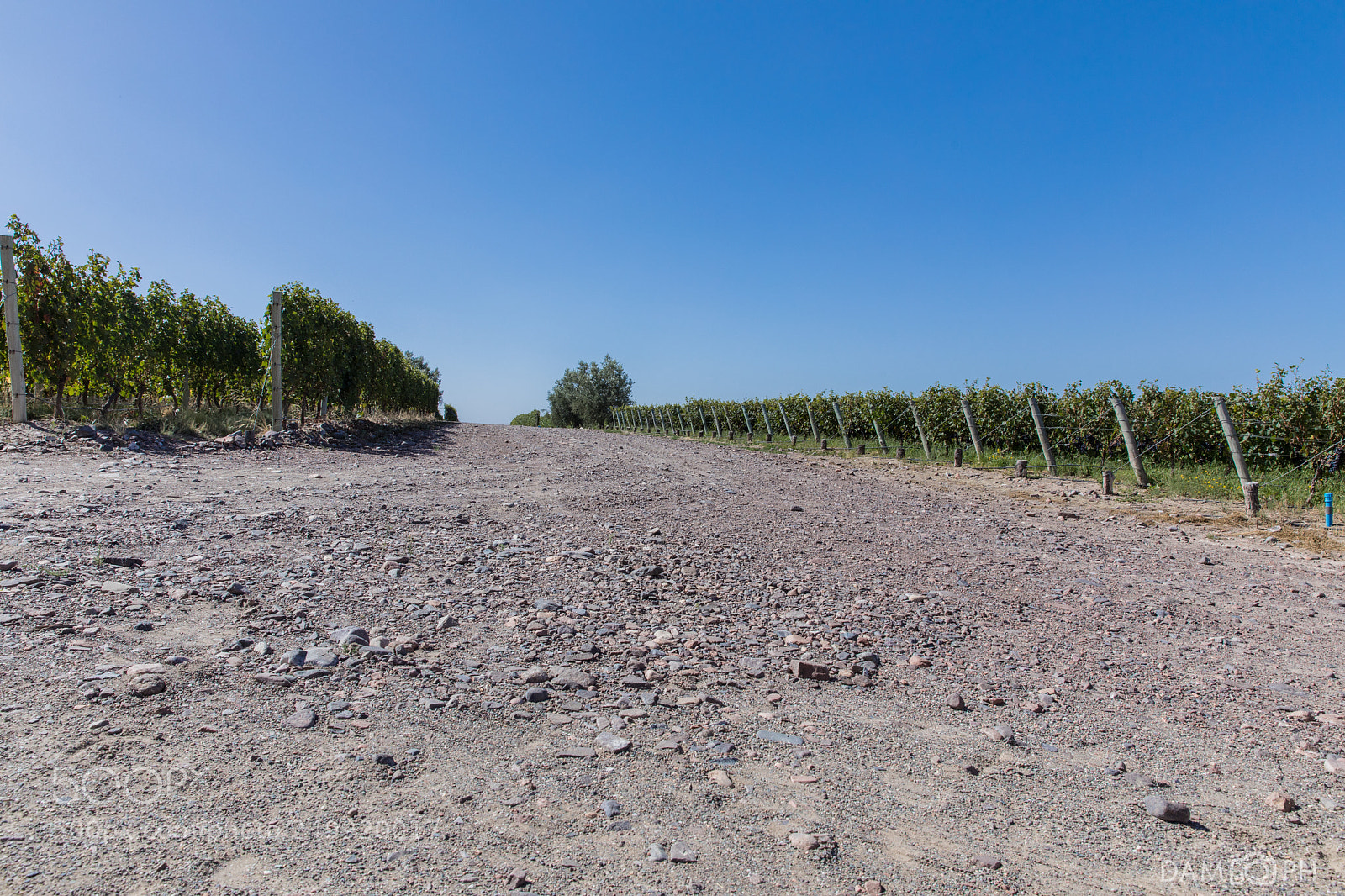 Canon EOS 5D Mark IV sample photo. Vineyard photography